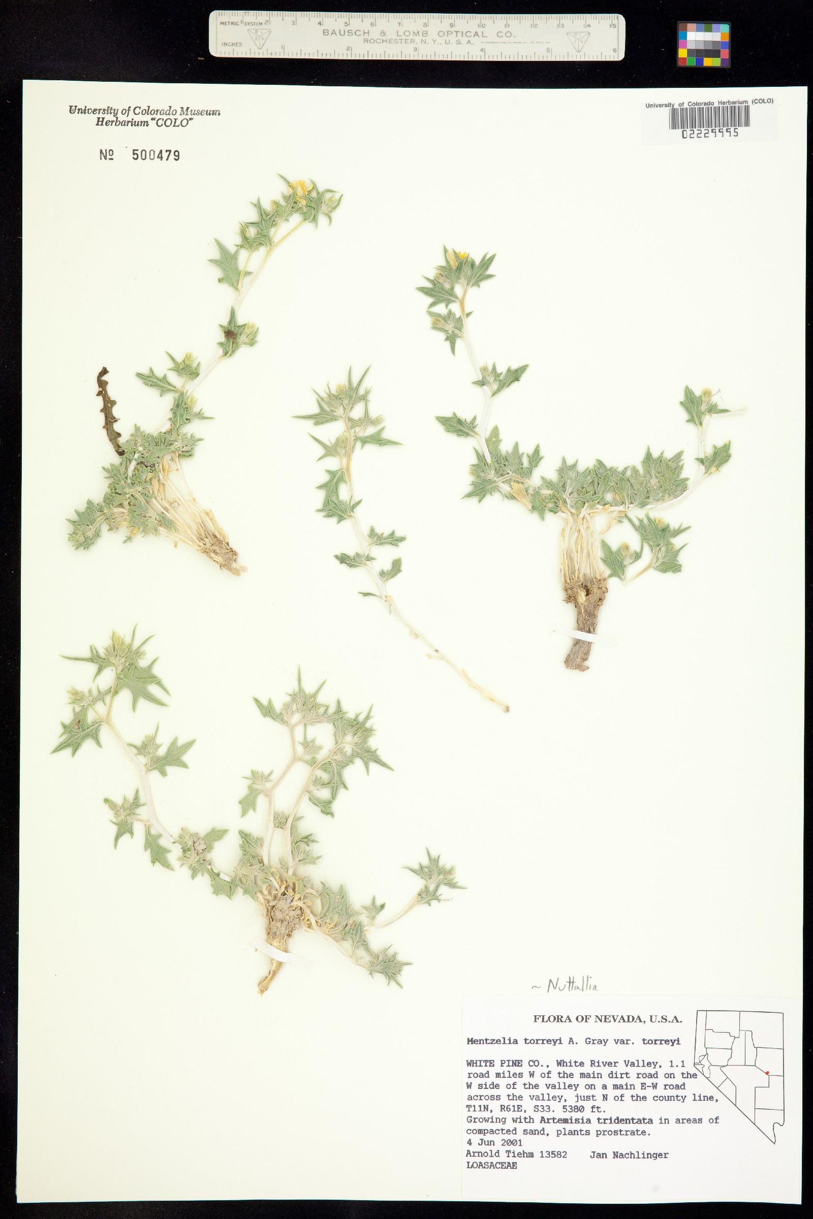 Mentzelia torreyi image