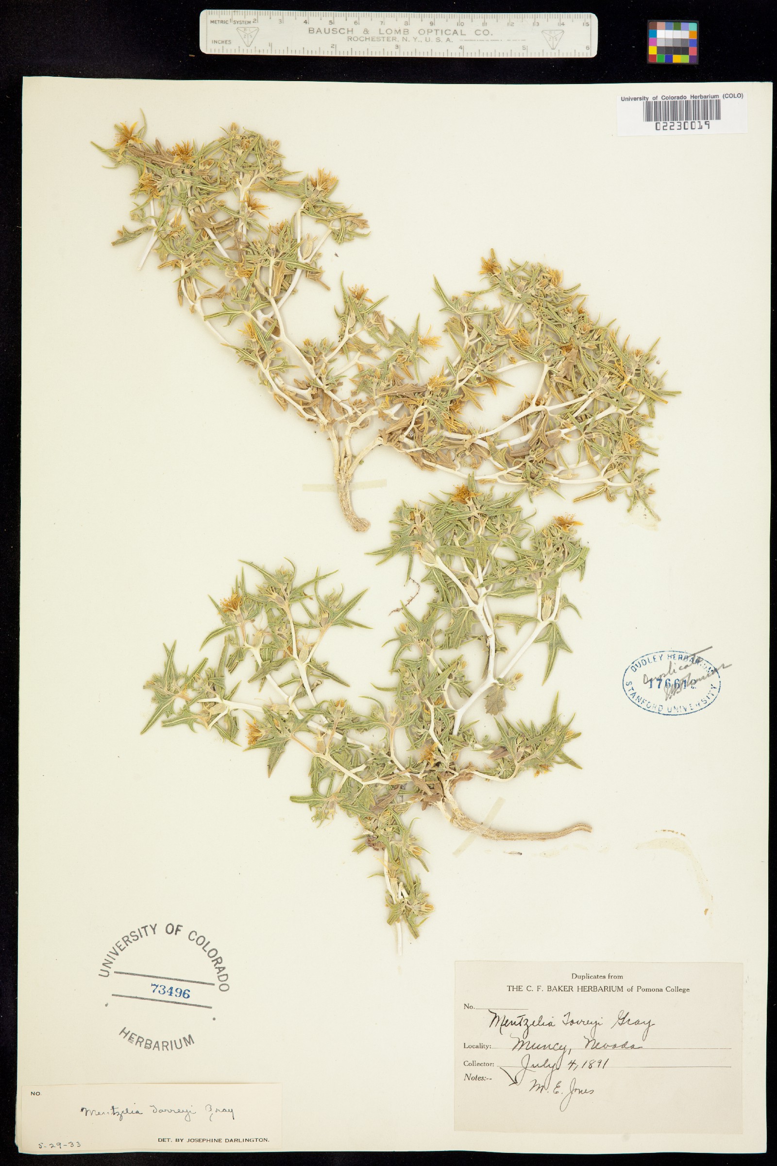 Mentzelia torreyi image