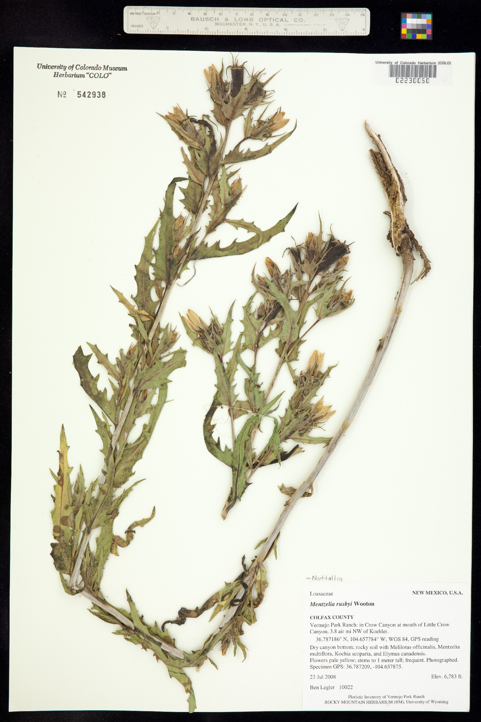 Mentzelia rusbyi image