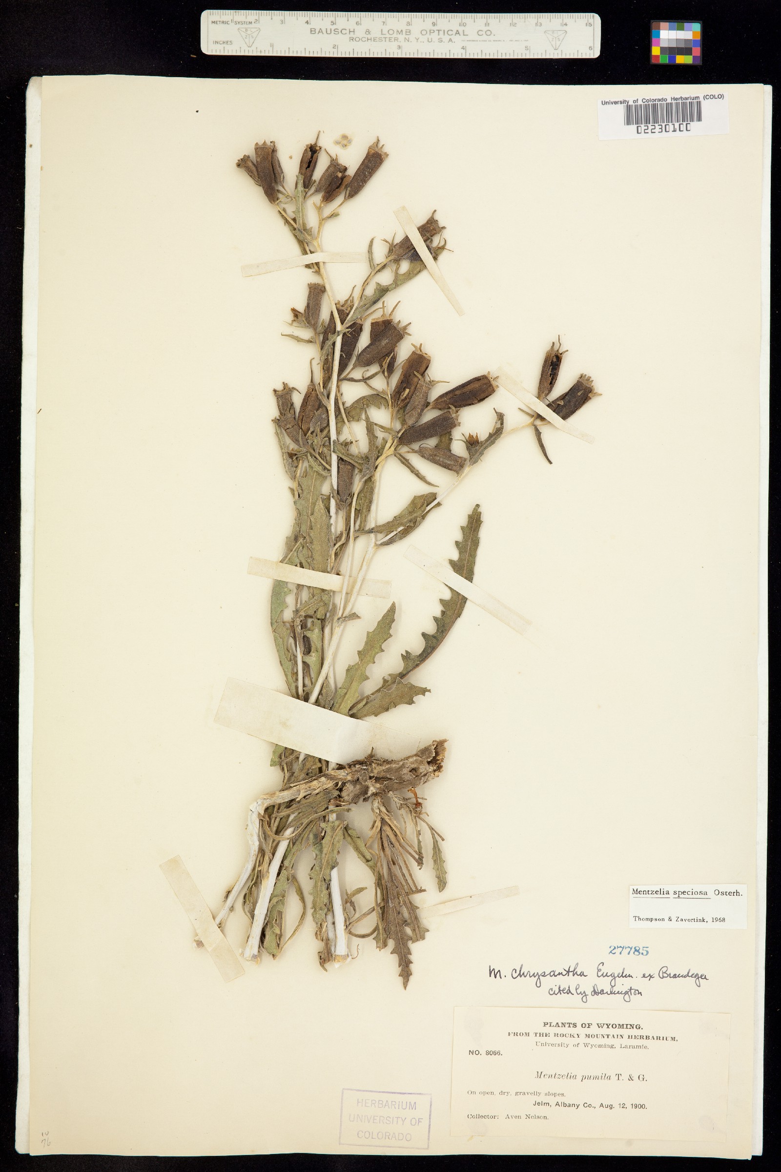 Mentzelia sinuata image