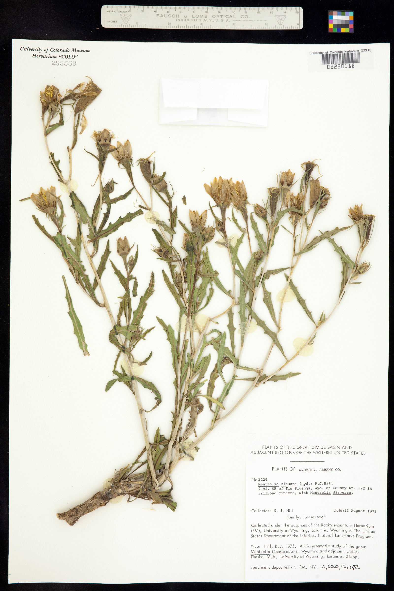 Mentzelia sinuata image