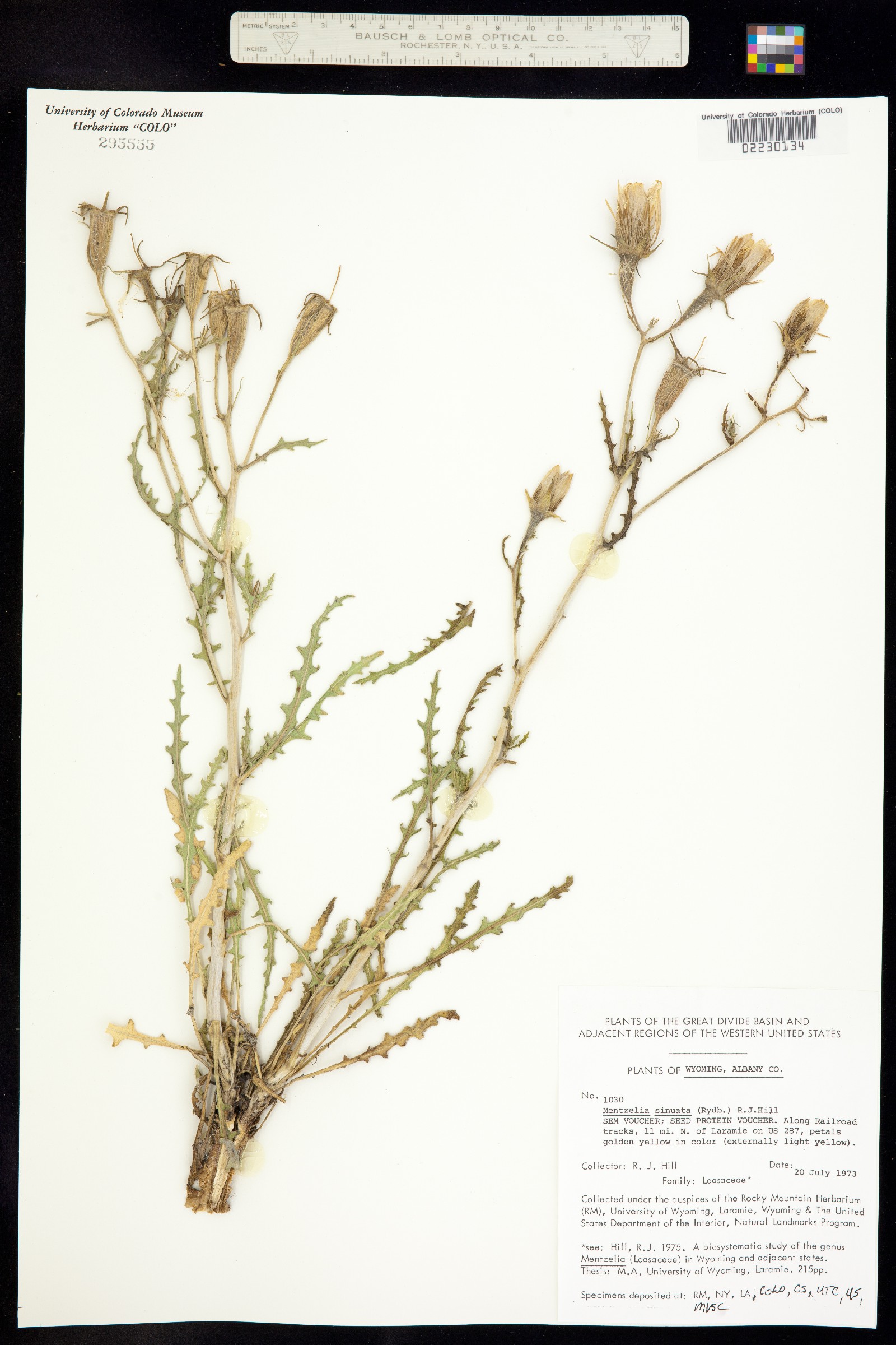 Mentzelia sinuata image