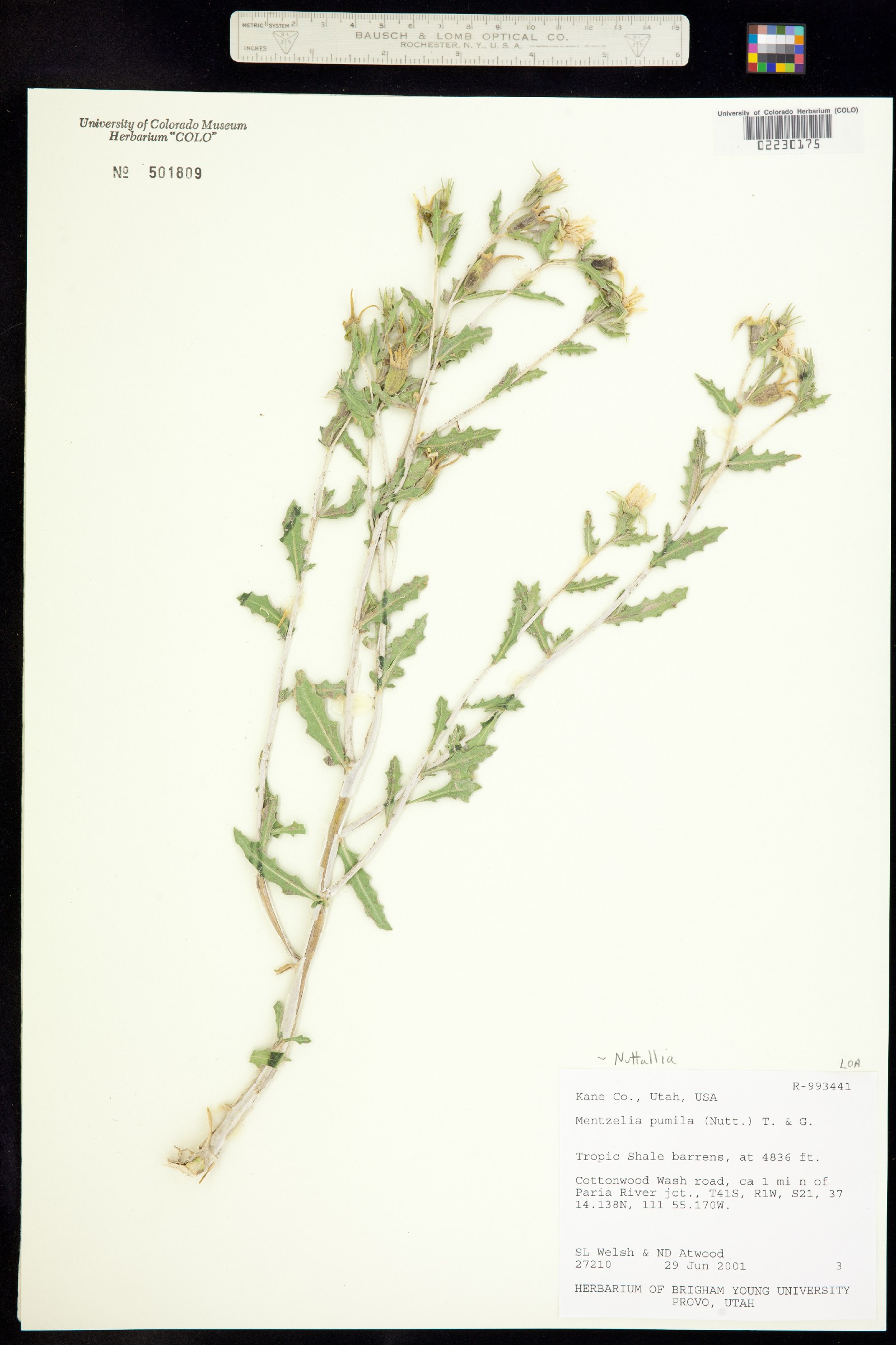 Nuttallia pumila image
