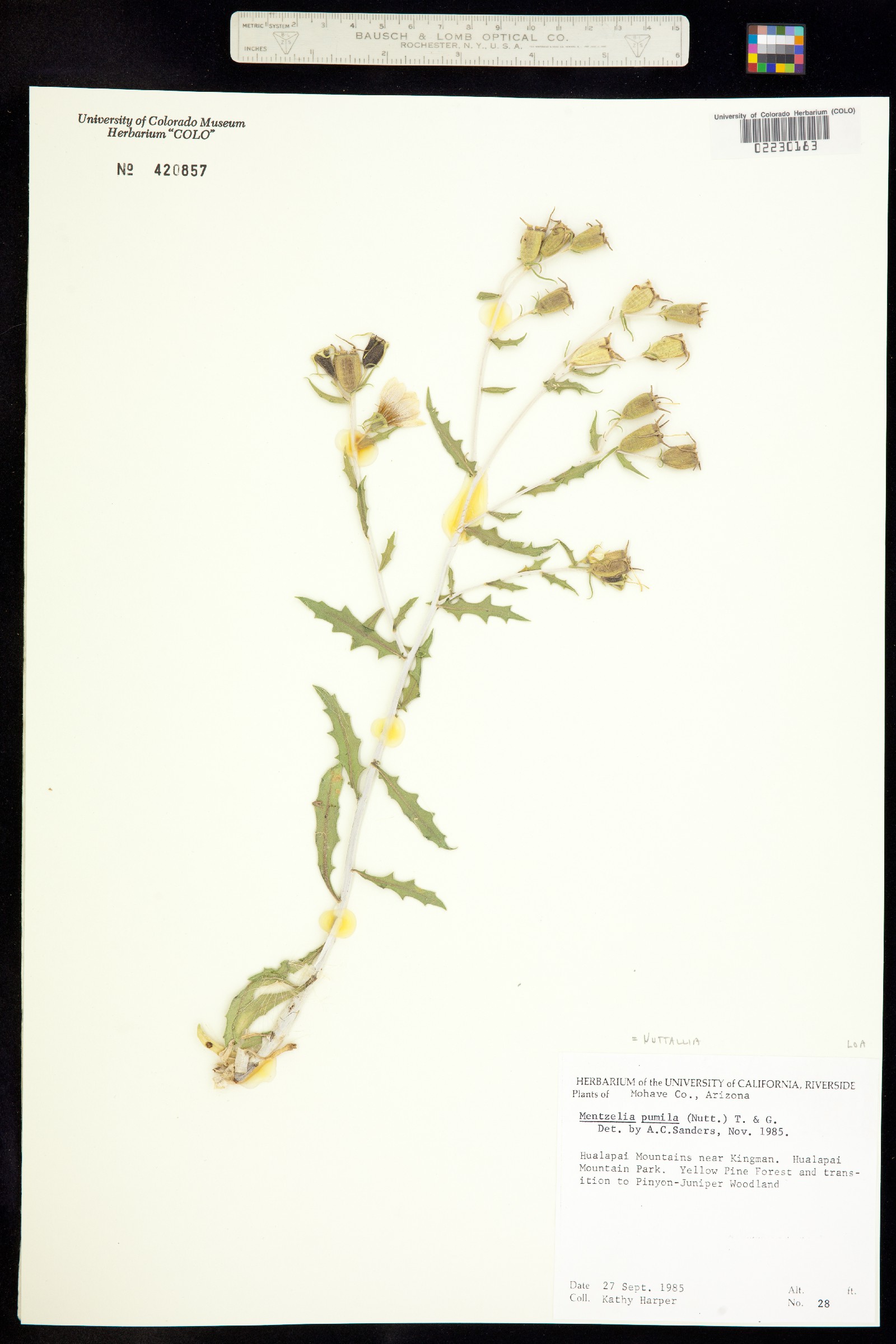 Nuttallia pumila image