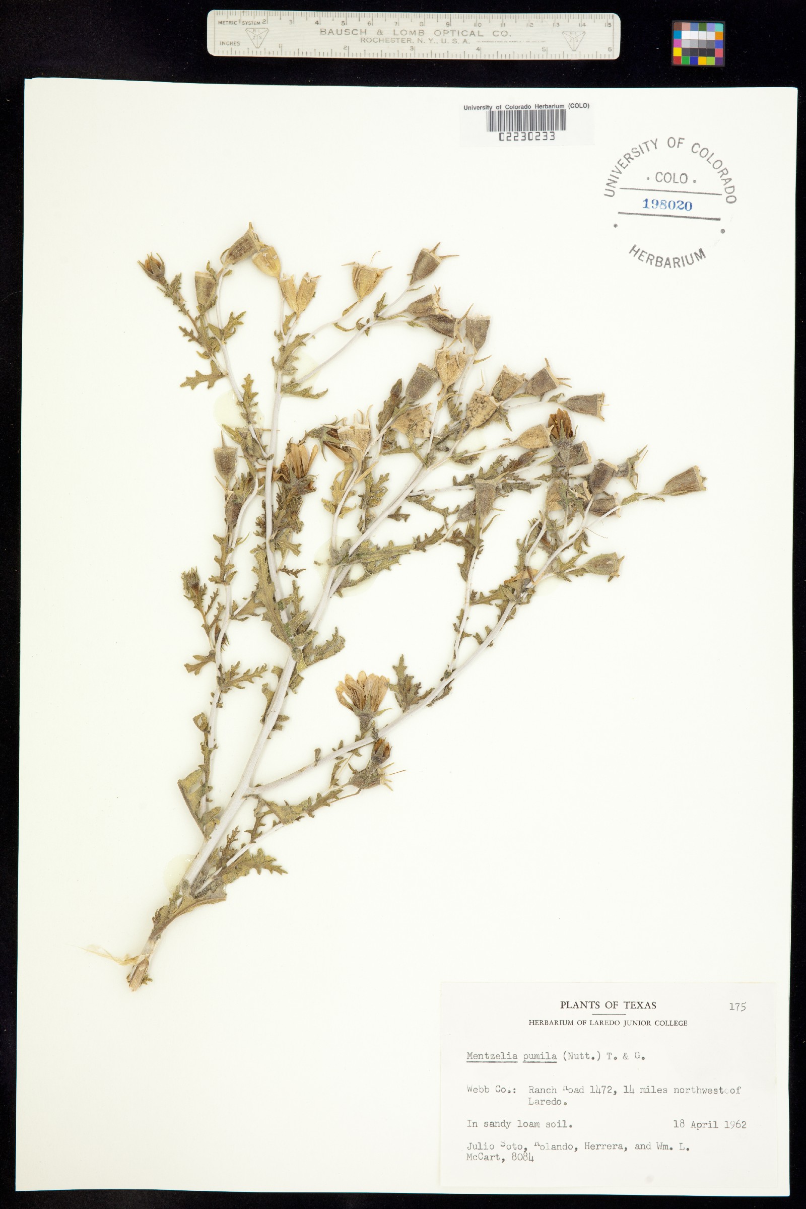 Nuttallia pumila image