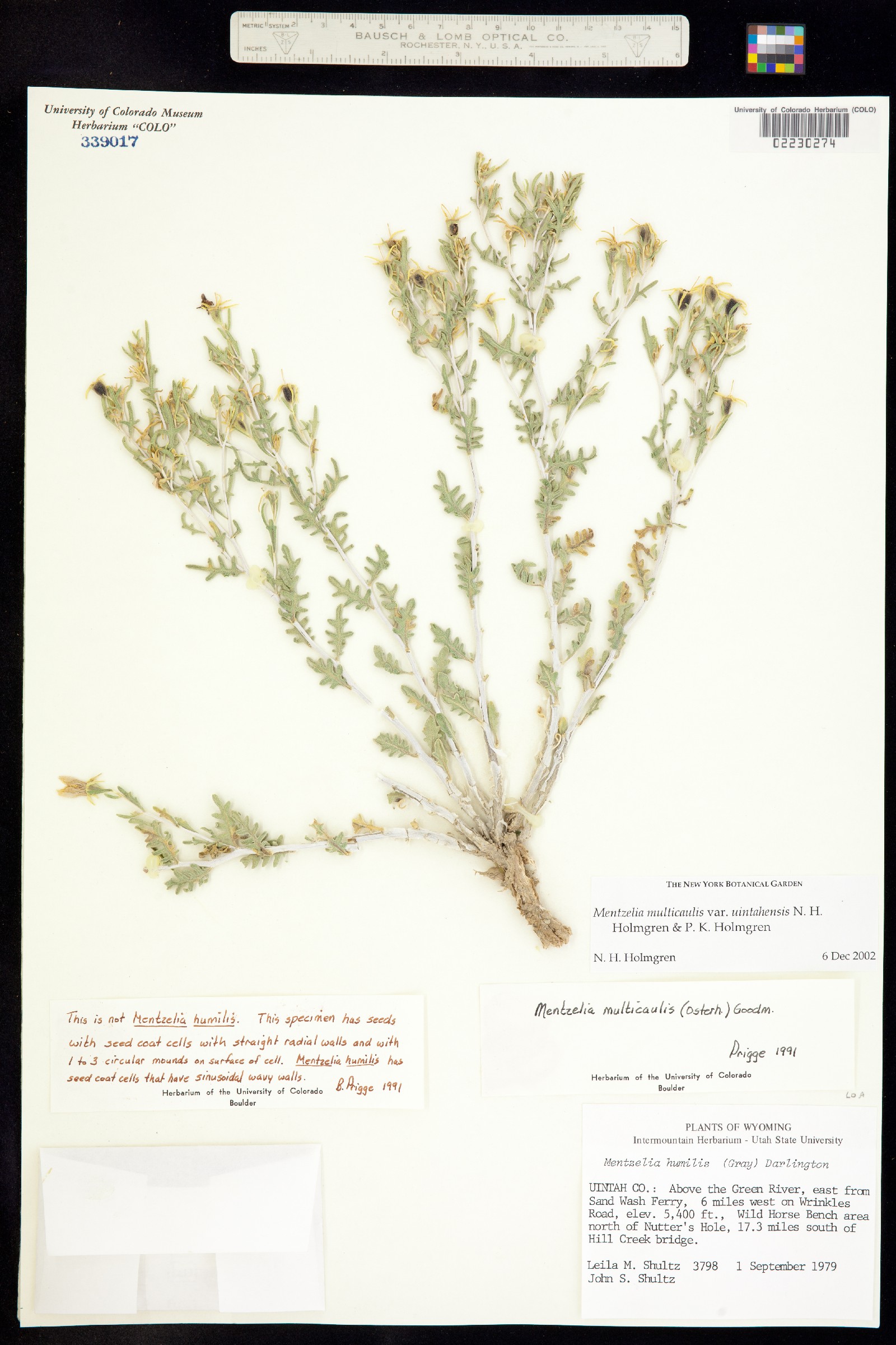 Mentzelia multicaulis var. multicaulis image