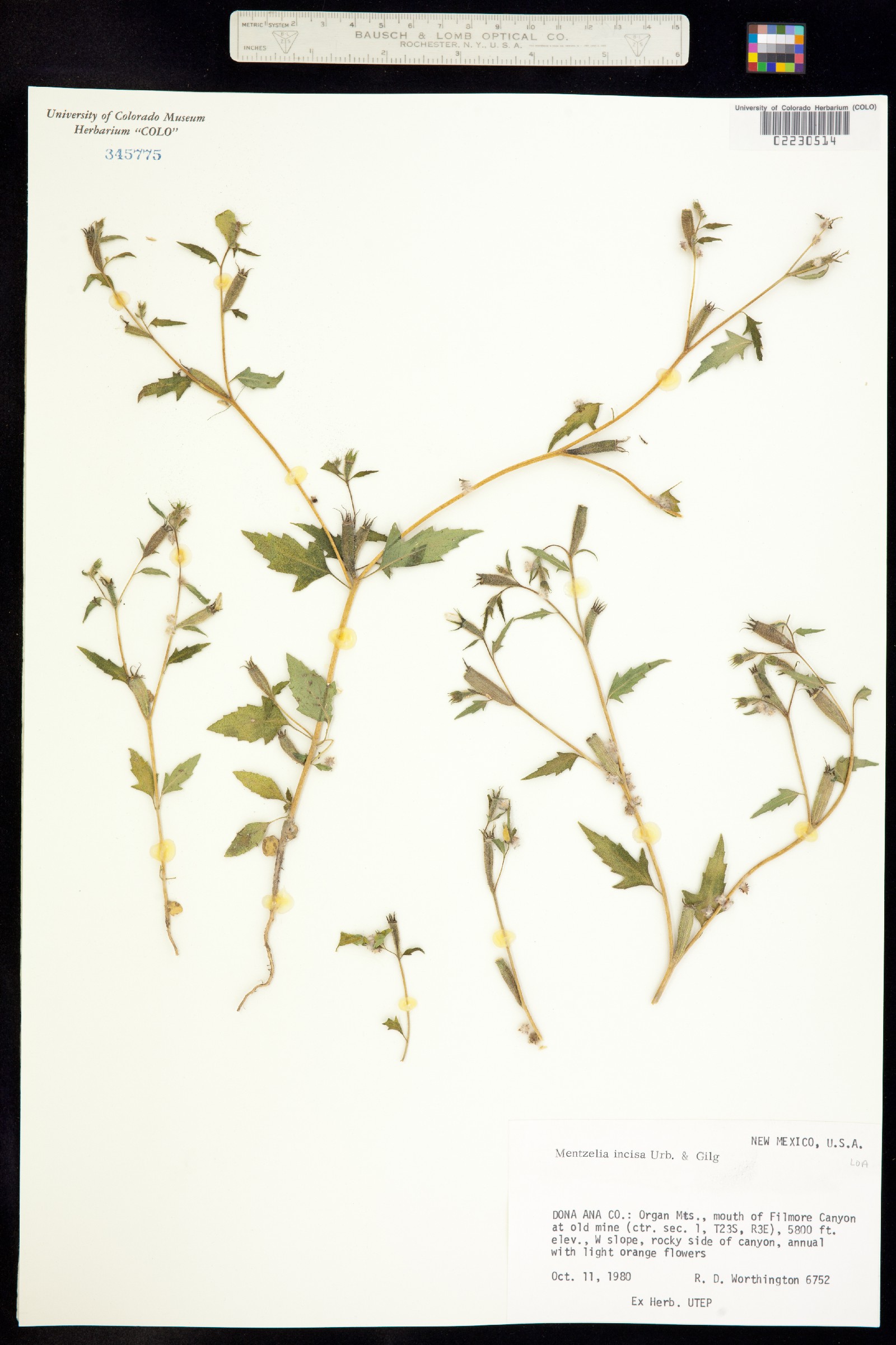 Mentzelia incisa image