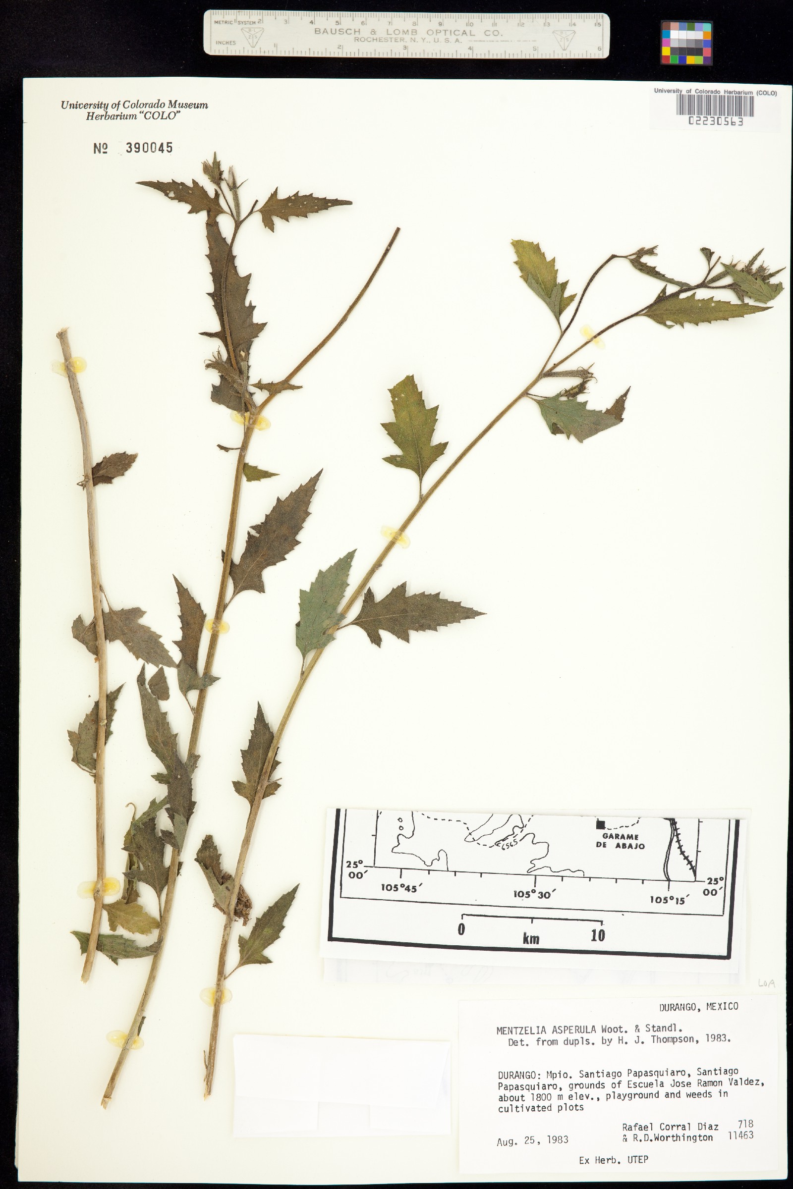 Mentzelia asperula image