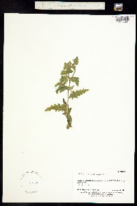 Image of Mentzelia micrantha