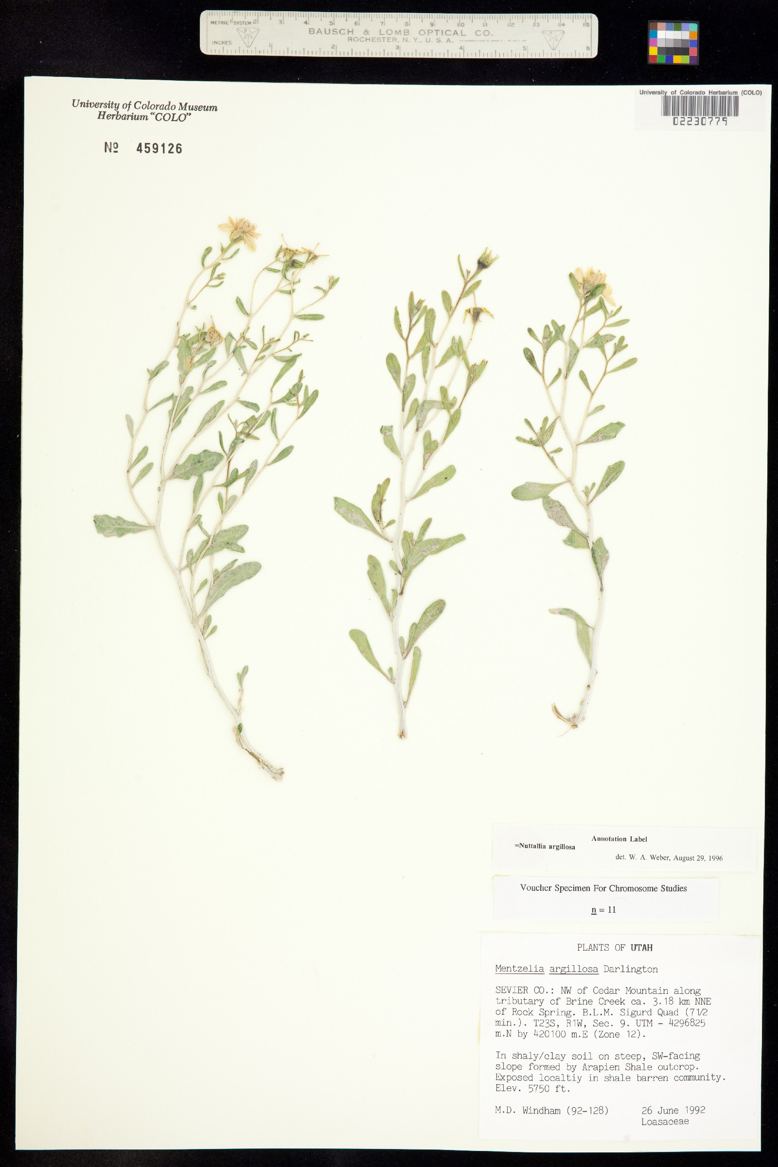 Mentzelia argillosa image