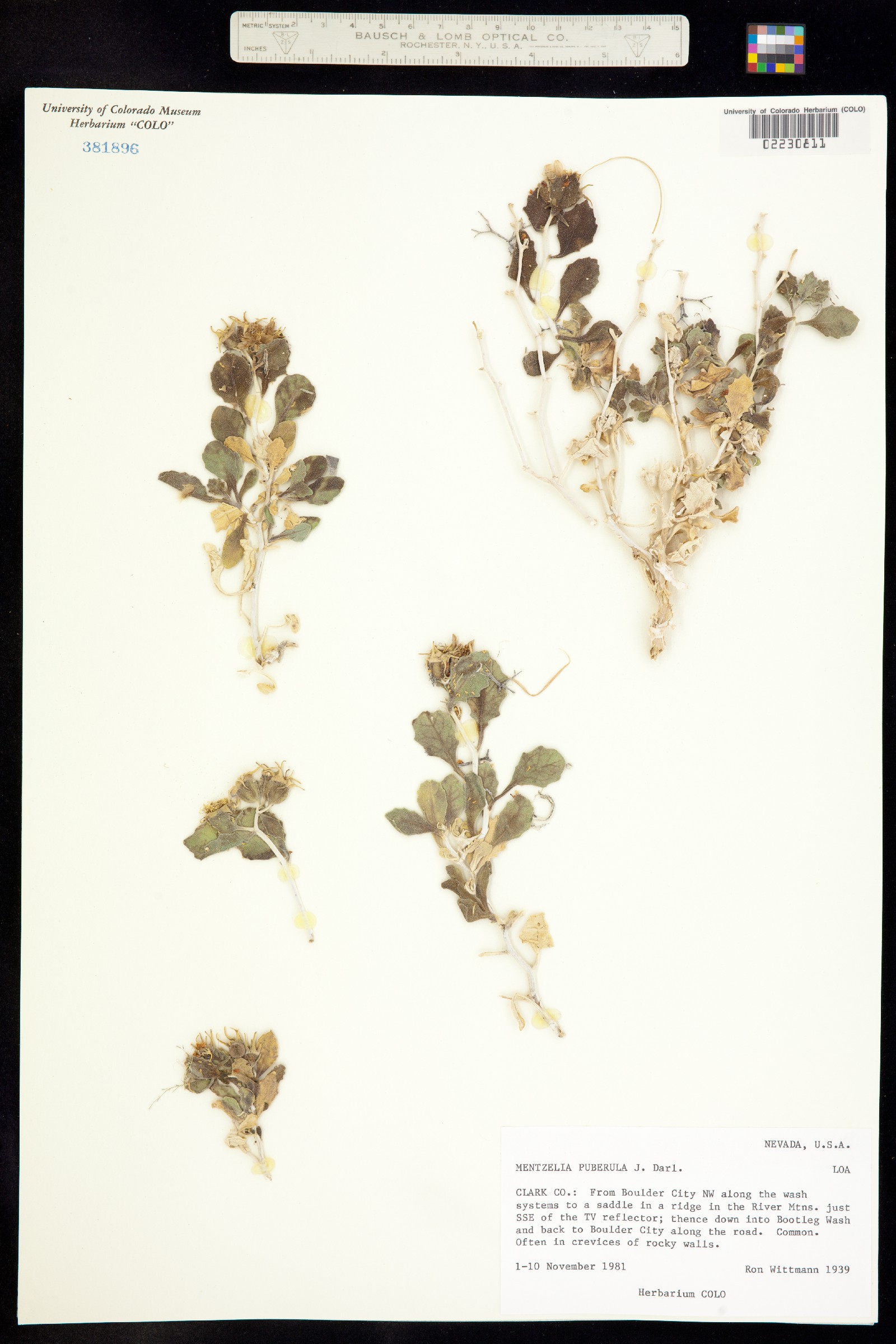 Mentzelia puberula image