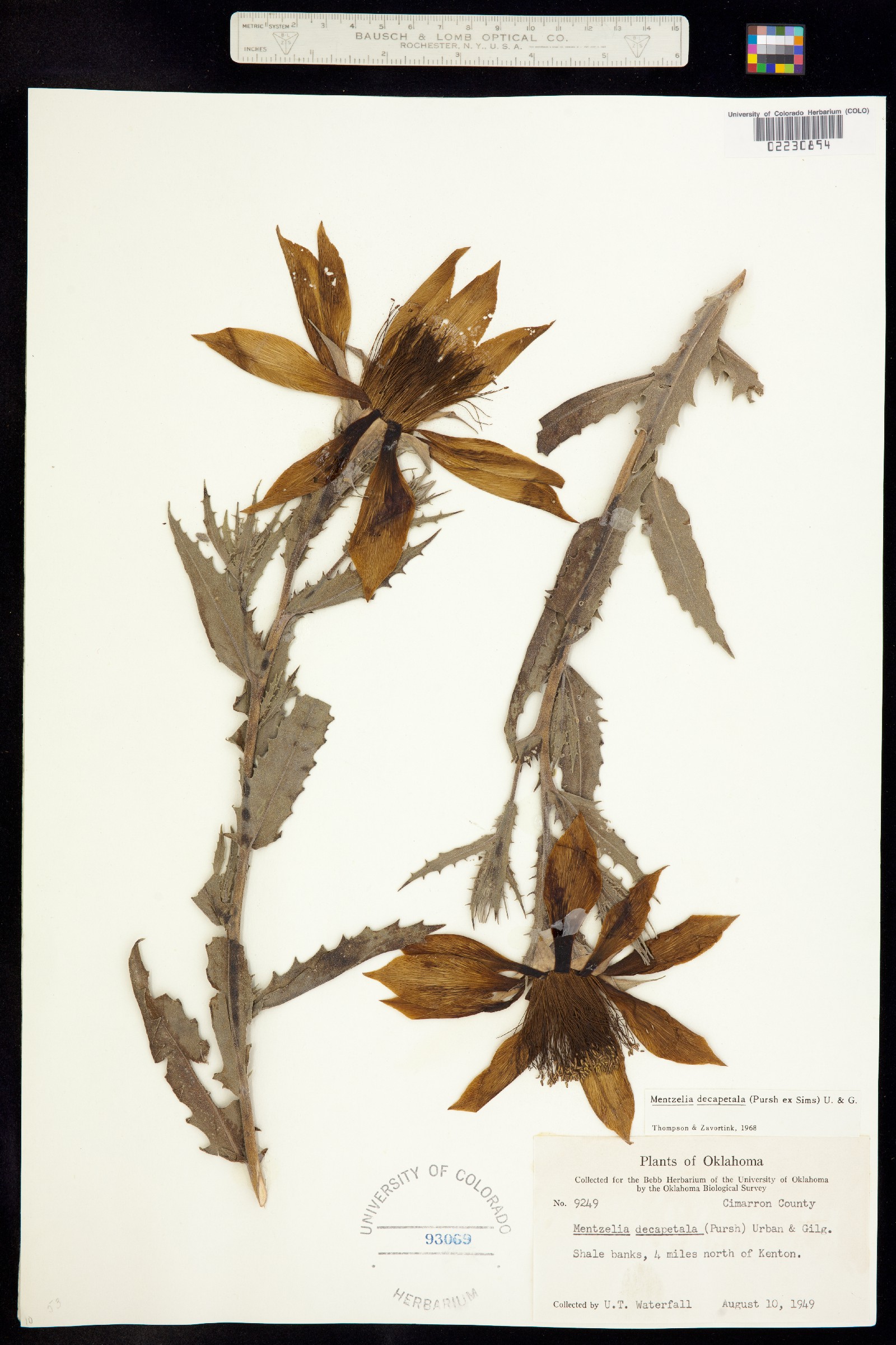 Mentzelia decapetala image