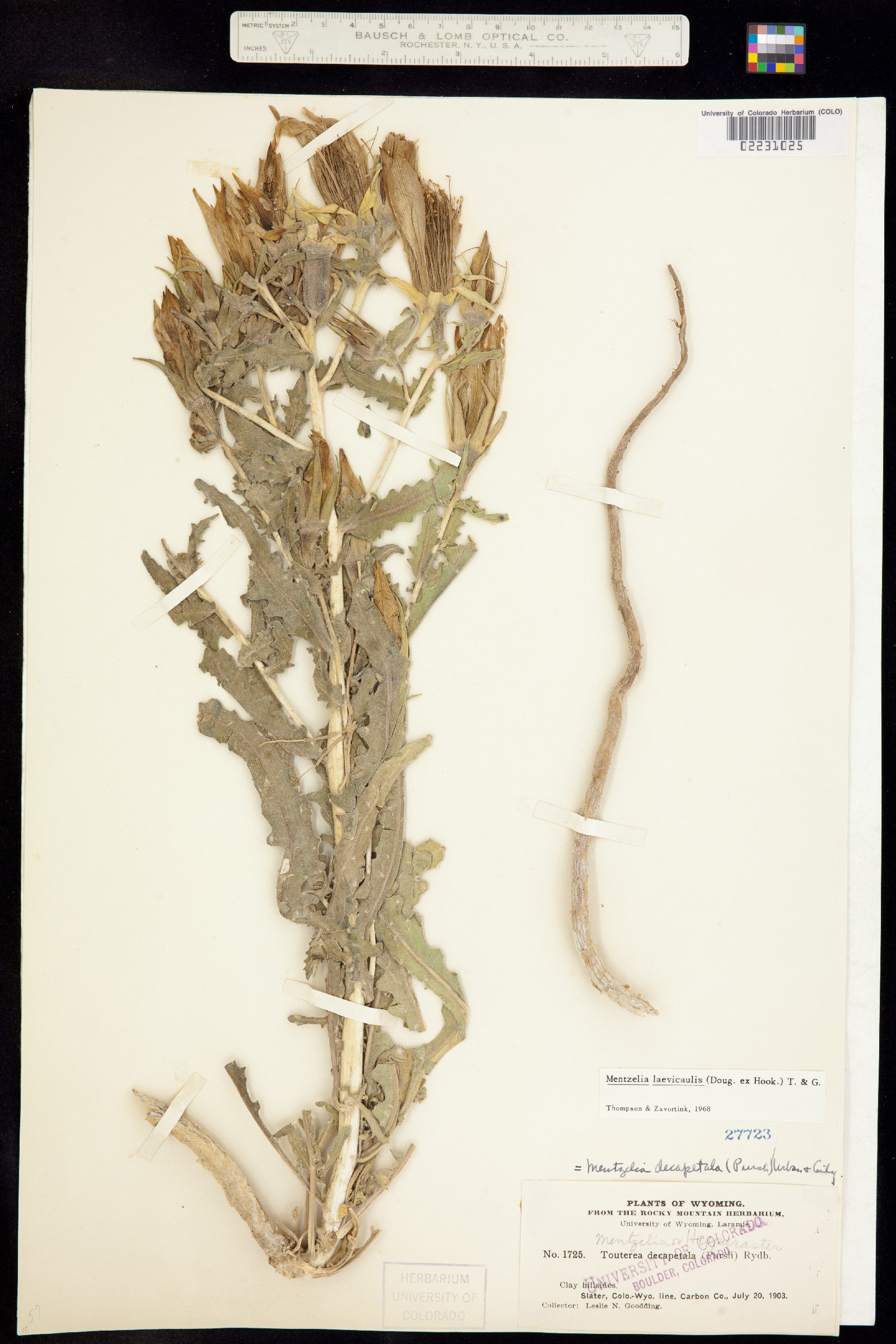 Mentzelia laevicaulis var. laevicaulis image