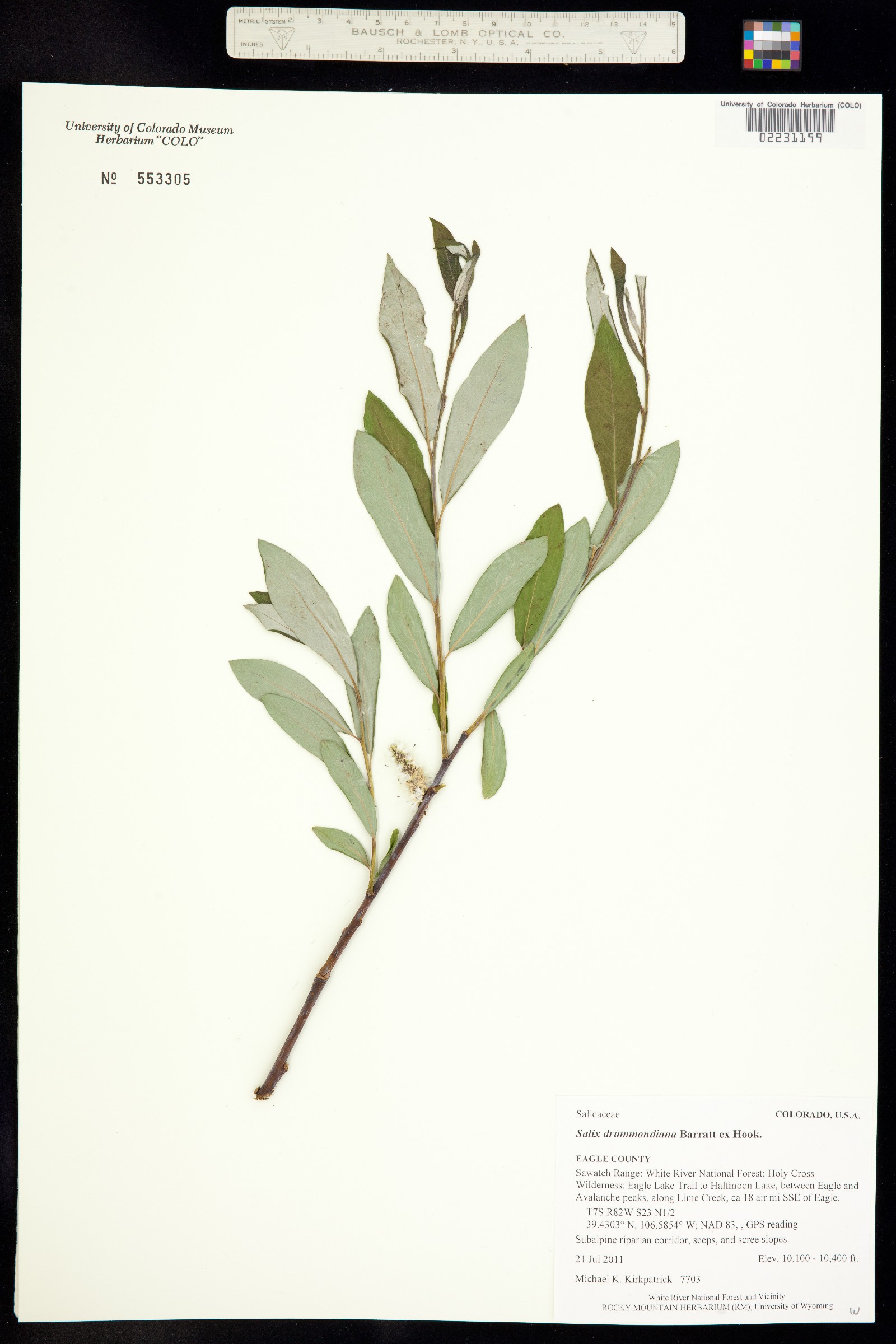 Salix drummondiana image