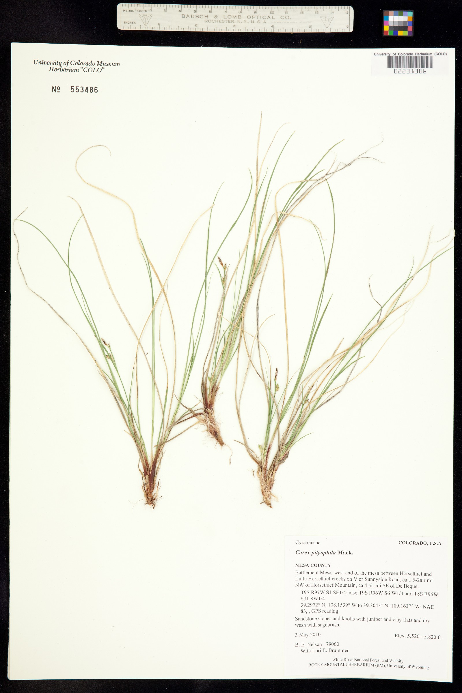 Carex pityophila image