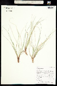 Carex pityophila image