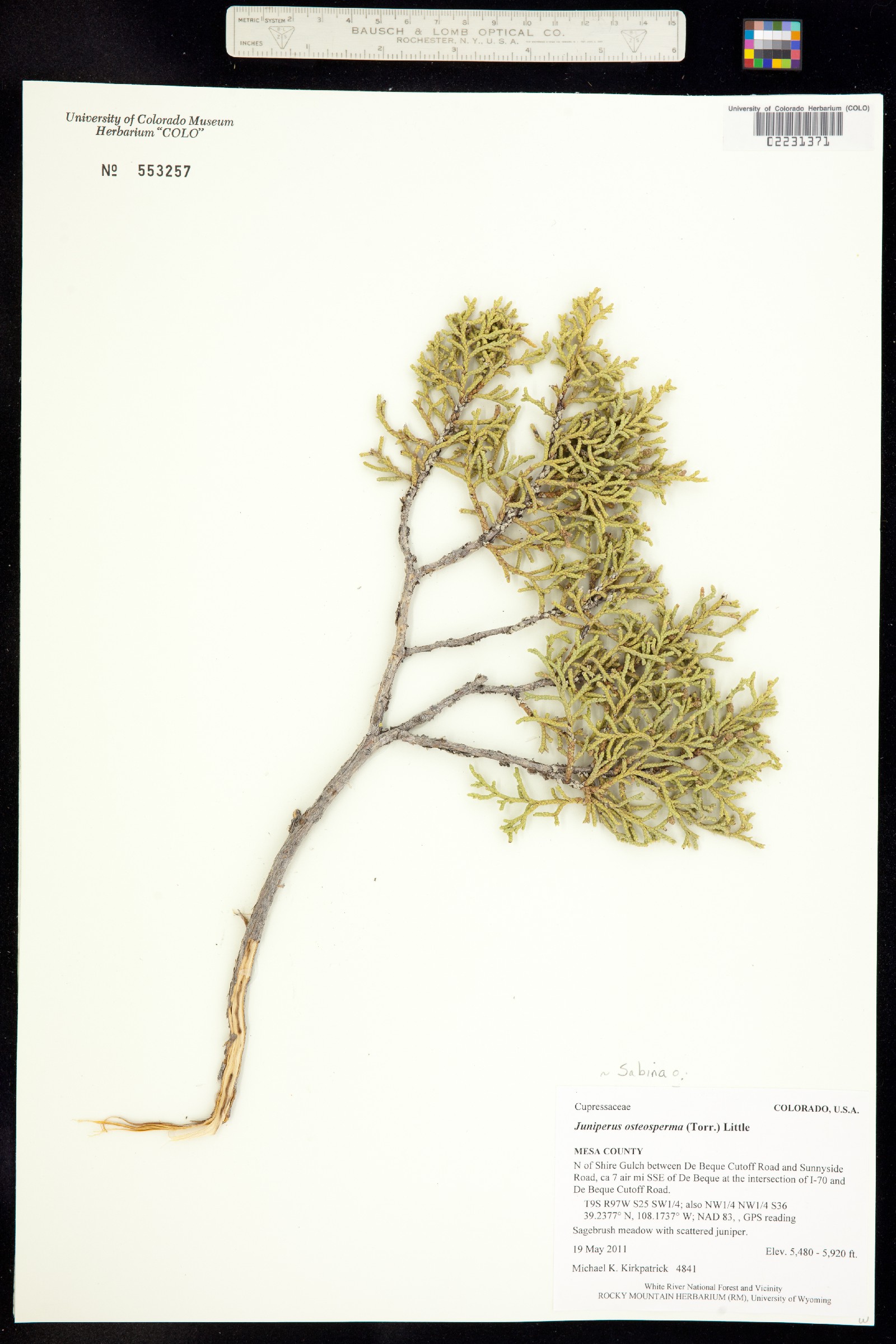 Juniperus osteosperma image