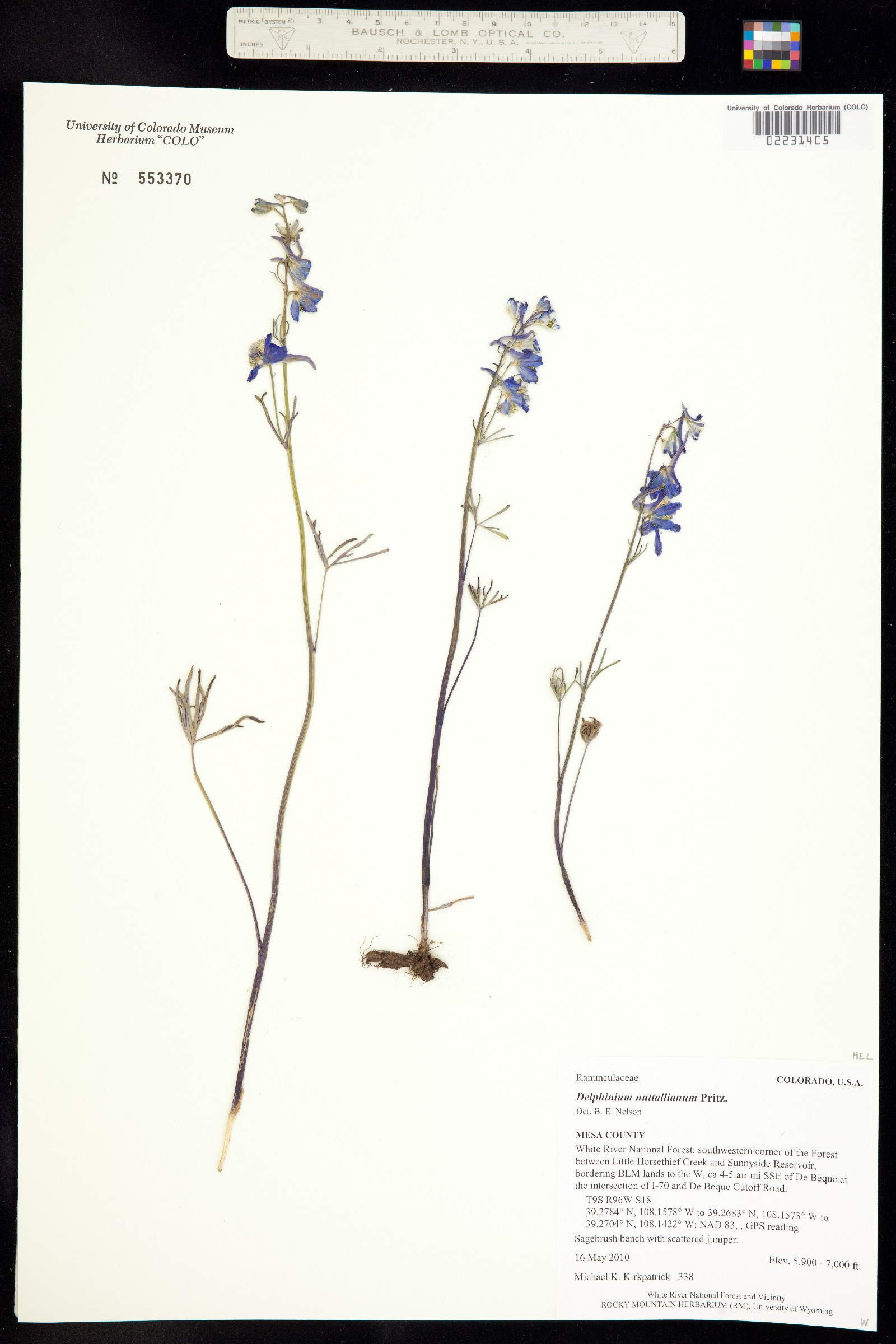 Delphinium nuttallianum image