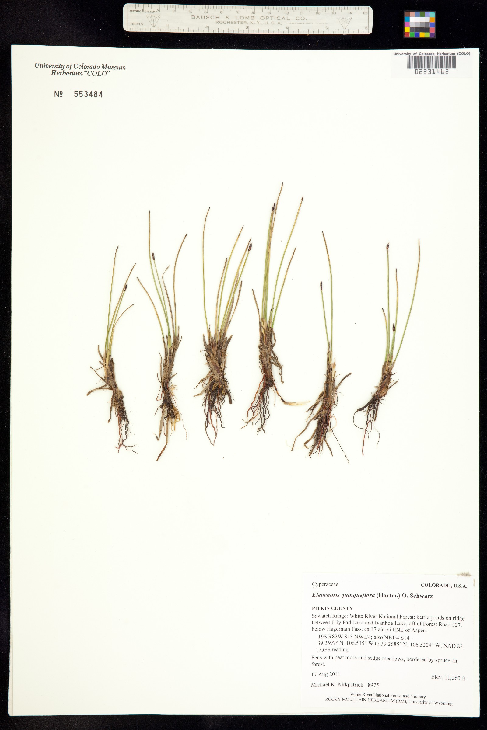 Eleocharis quinqueflora image