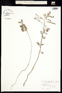 Image of Phyllanthus amarus