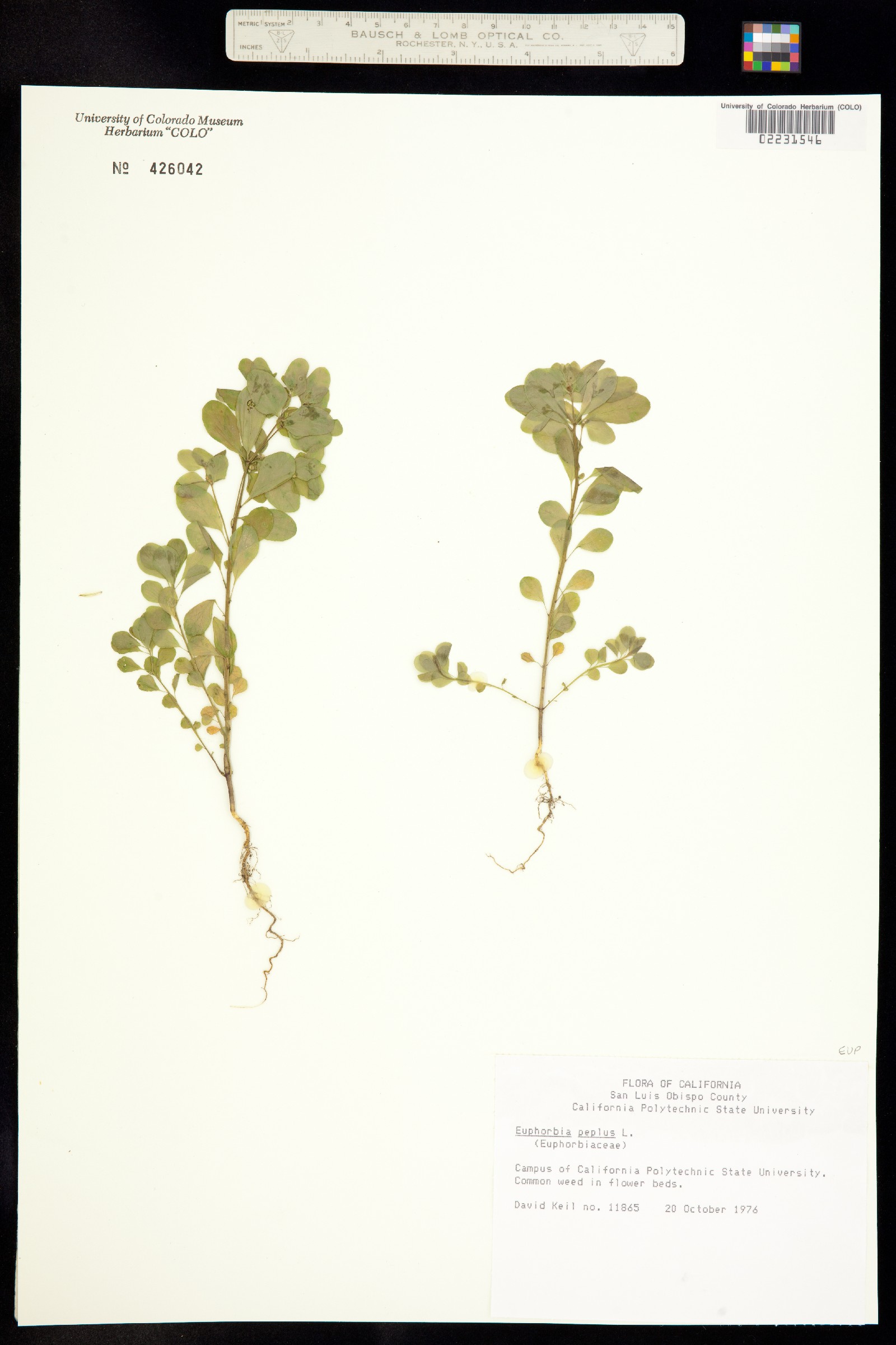 Euphorbia peplus image