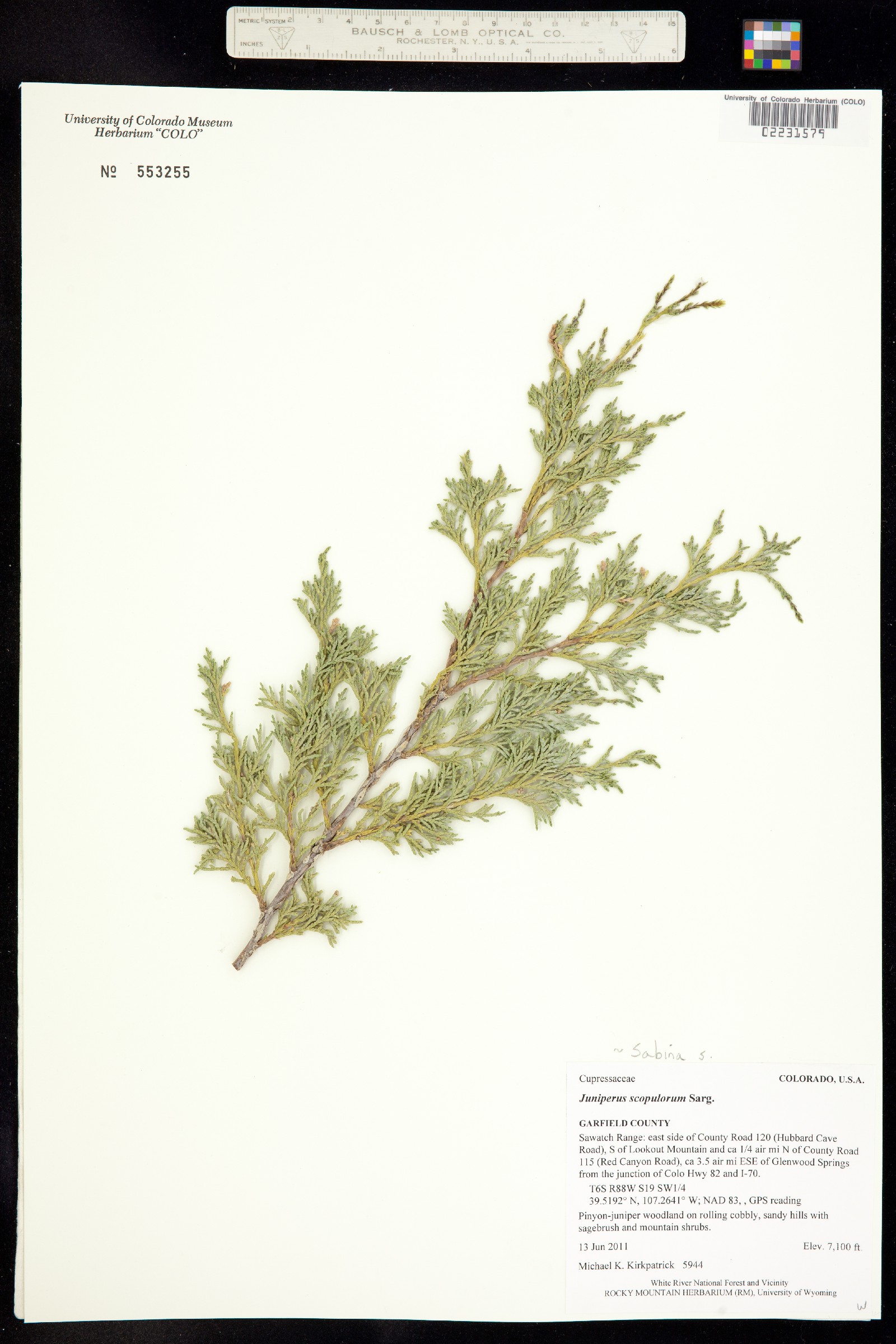 Juniperus scopulorum image