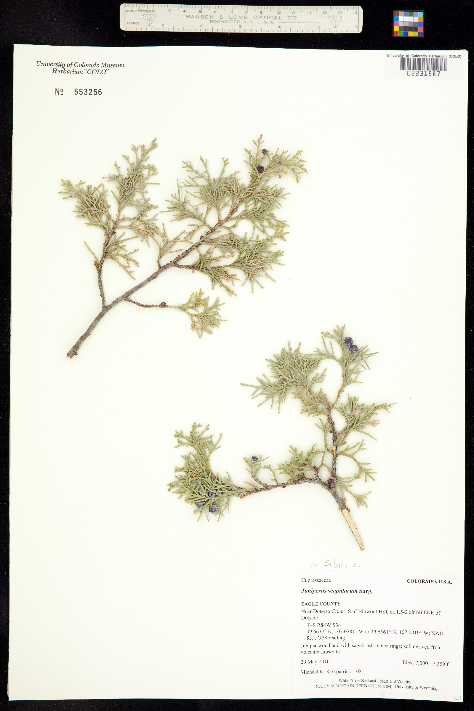 Juniperus scopulorum image