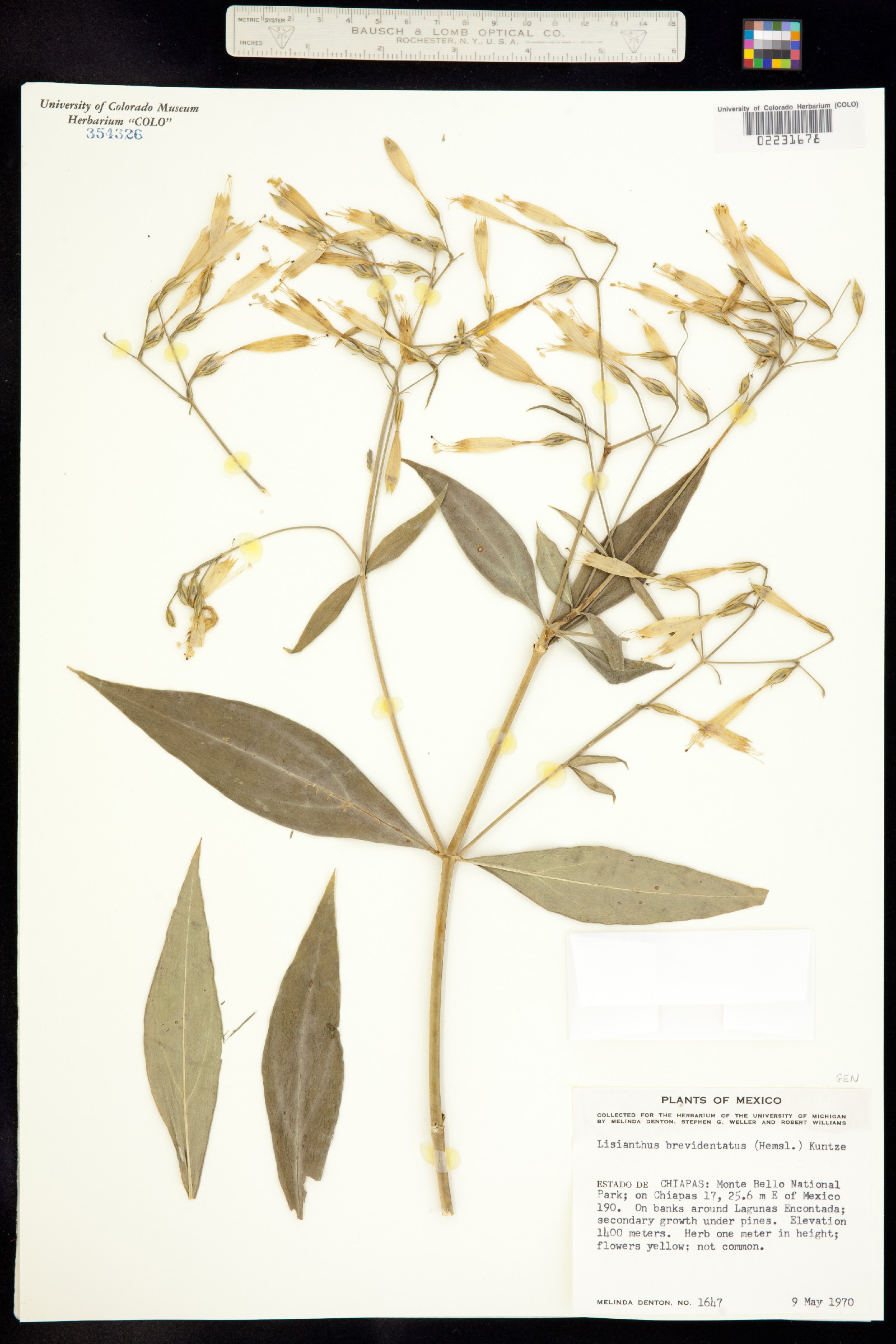 Lisianthus brevidentatus image