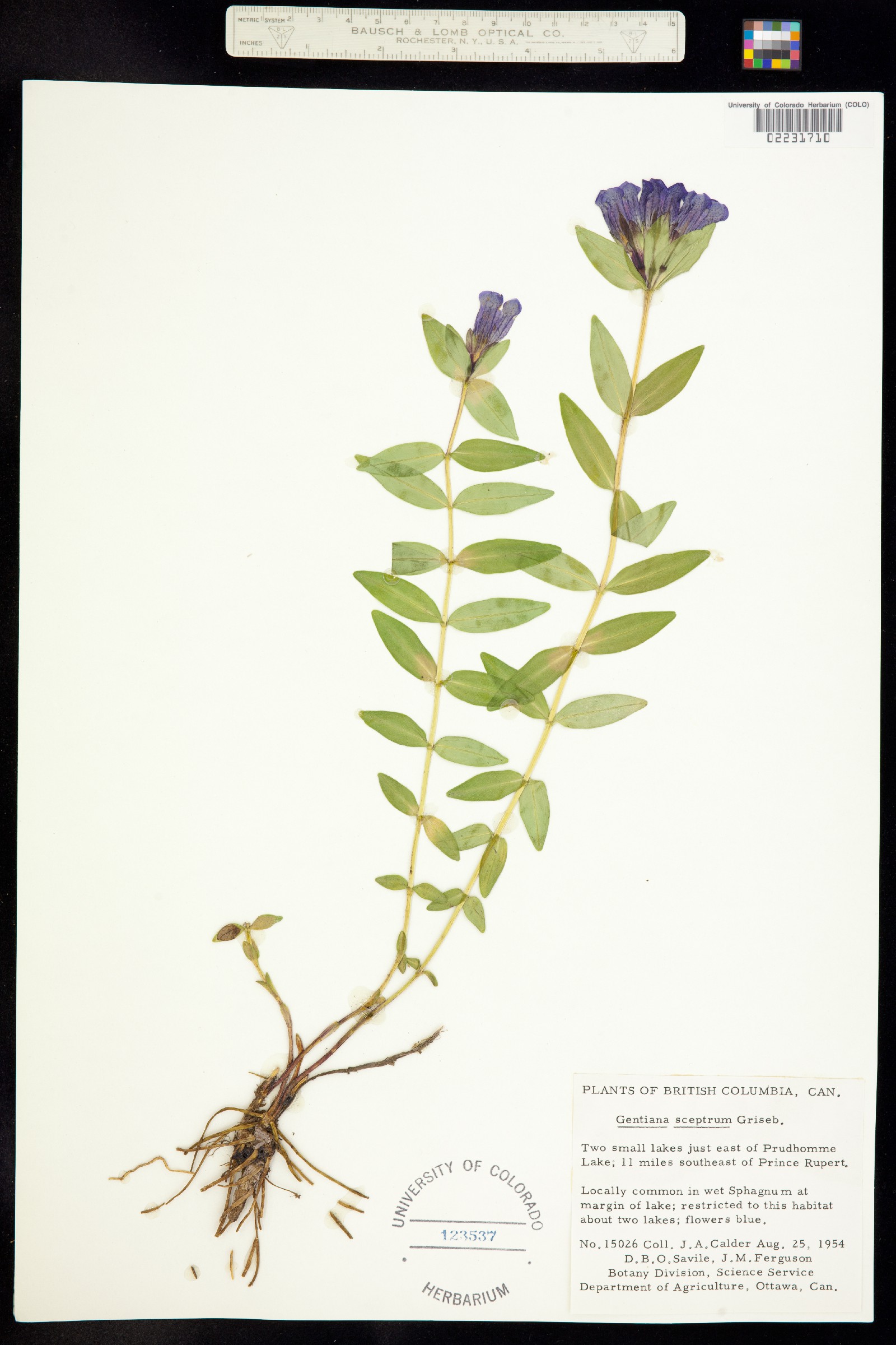 Pneumonanthe sceptrum image