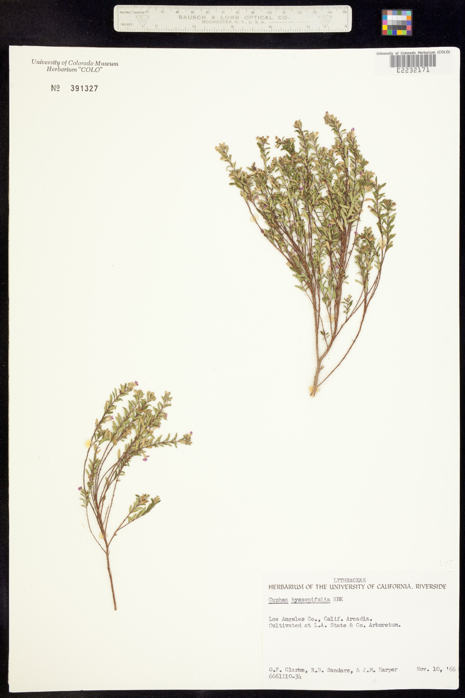 Cuphea hyssopifolia image