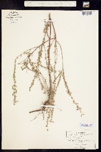 Image of Cuphea bracteata