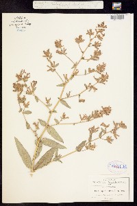 Cuphea angustifolia image
