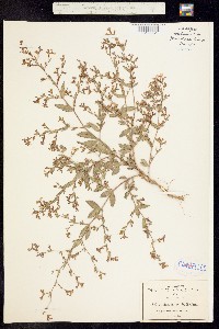Cuphea palustris image