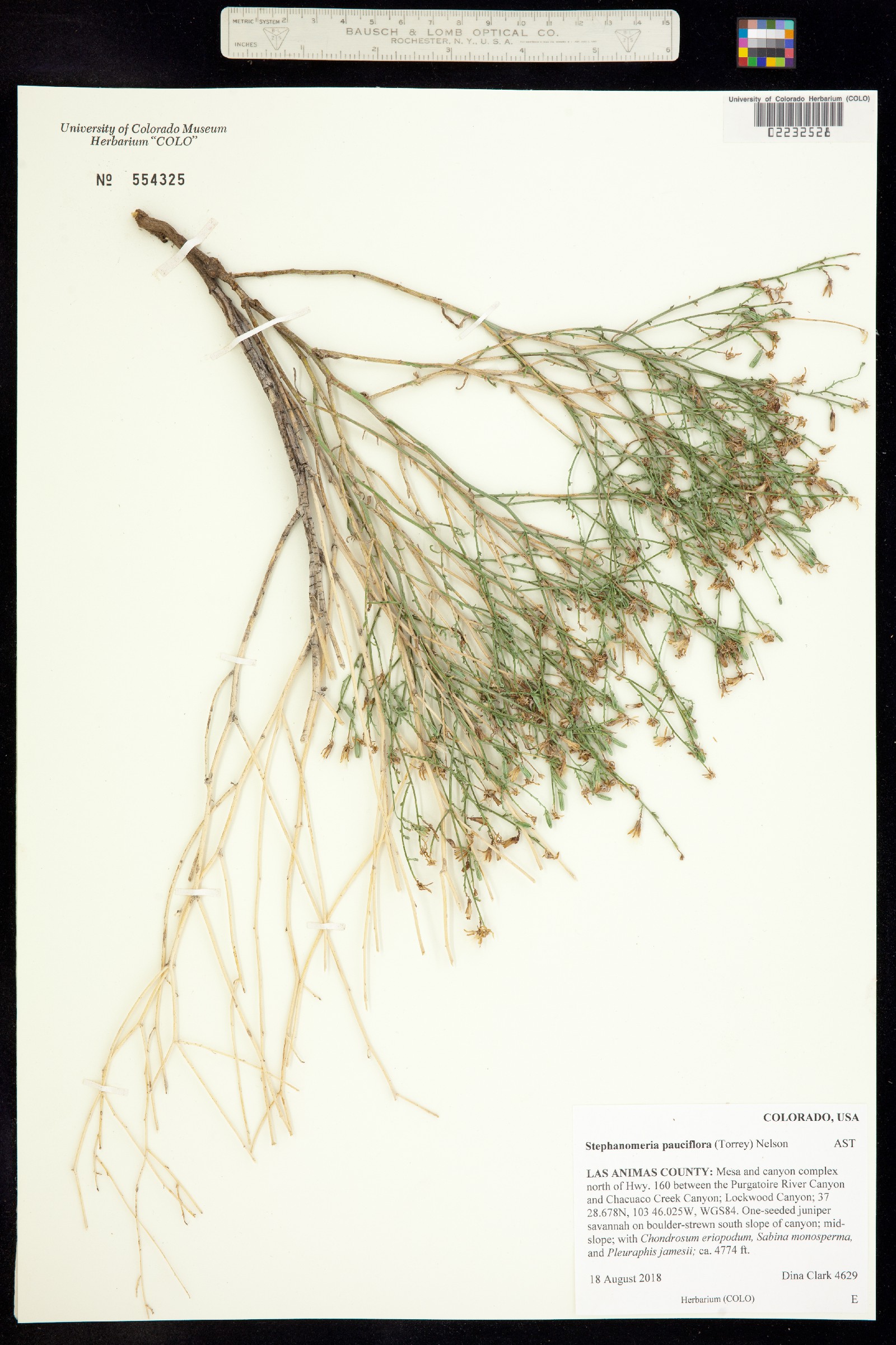 Stephanomeria pauciflora image