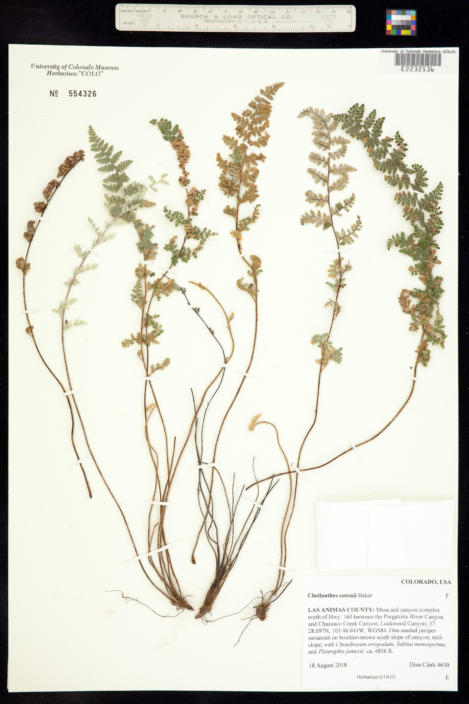 Pteridaceae image