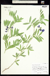 Lathyrus polymorphus image