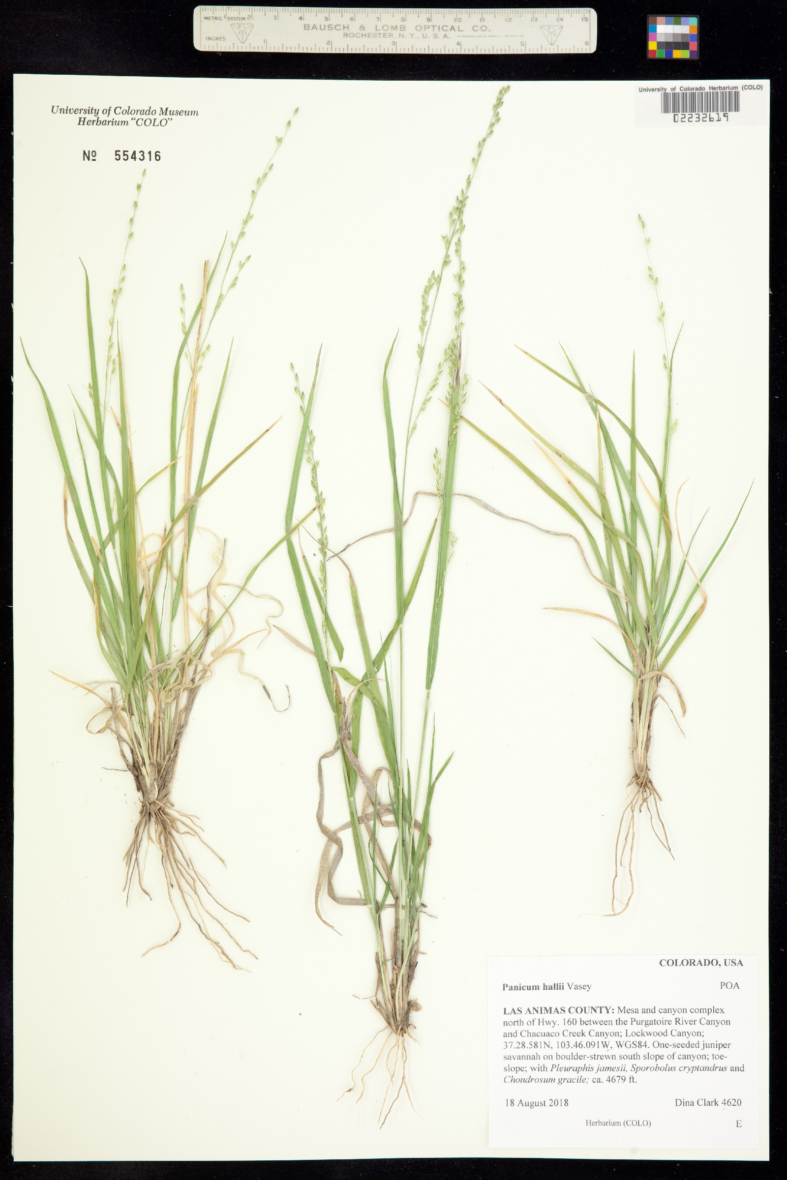Panicum hallii image
