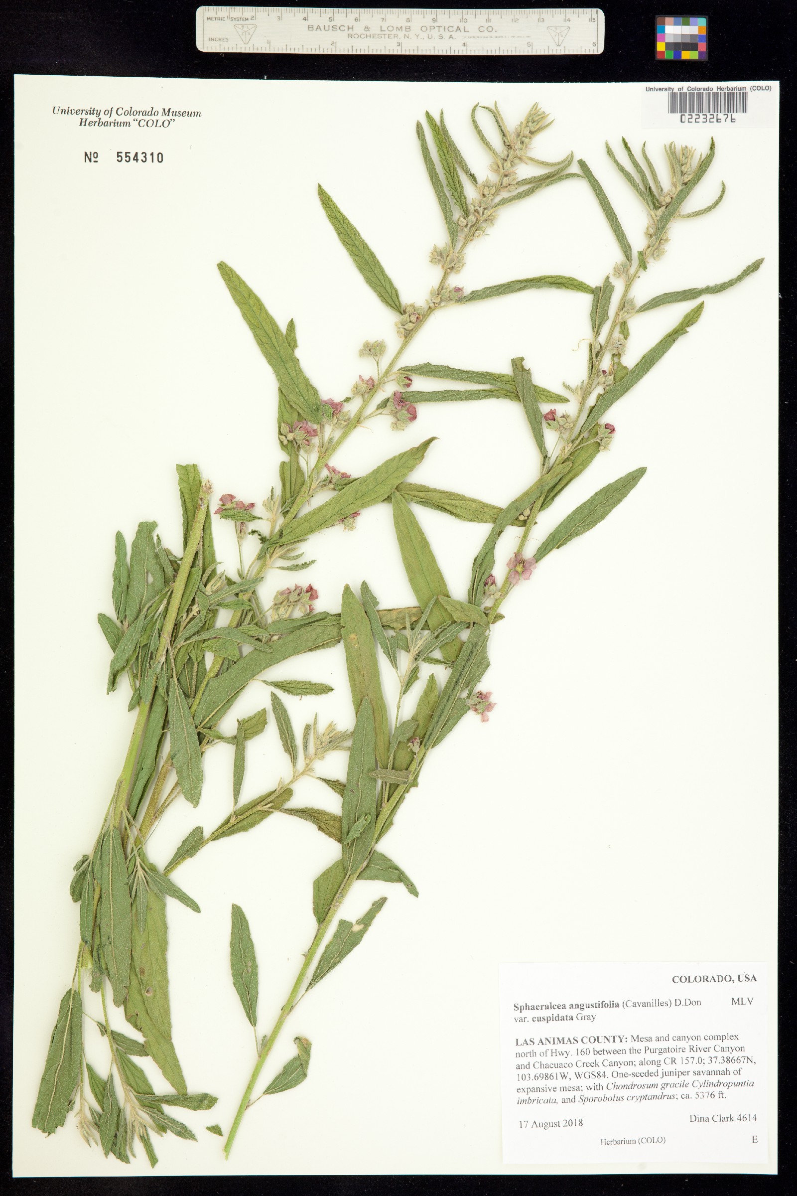 Sphaeralcea angustifolia image