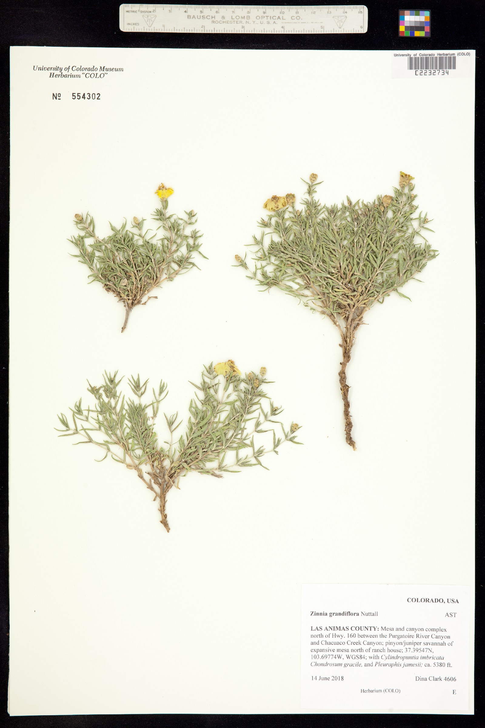 Zinnia grandiflora image