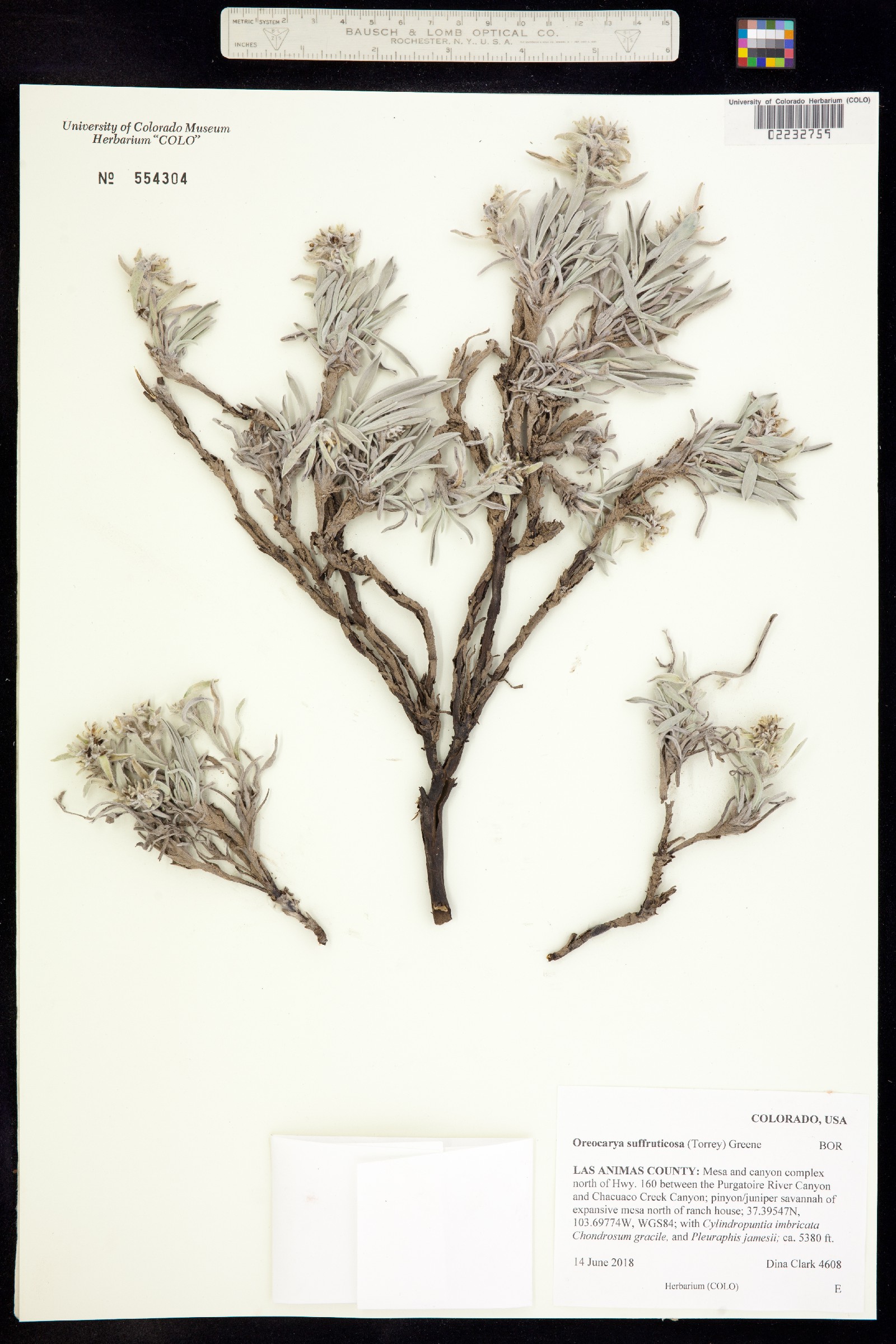 Cryptantha cinerea var. jamesii image