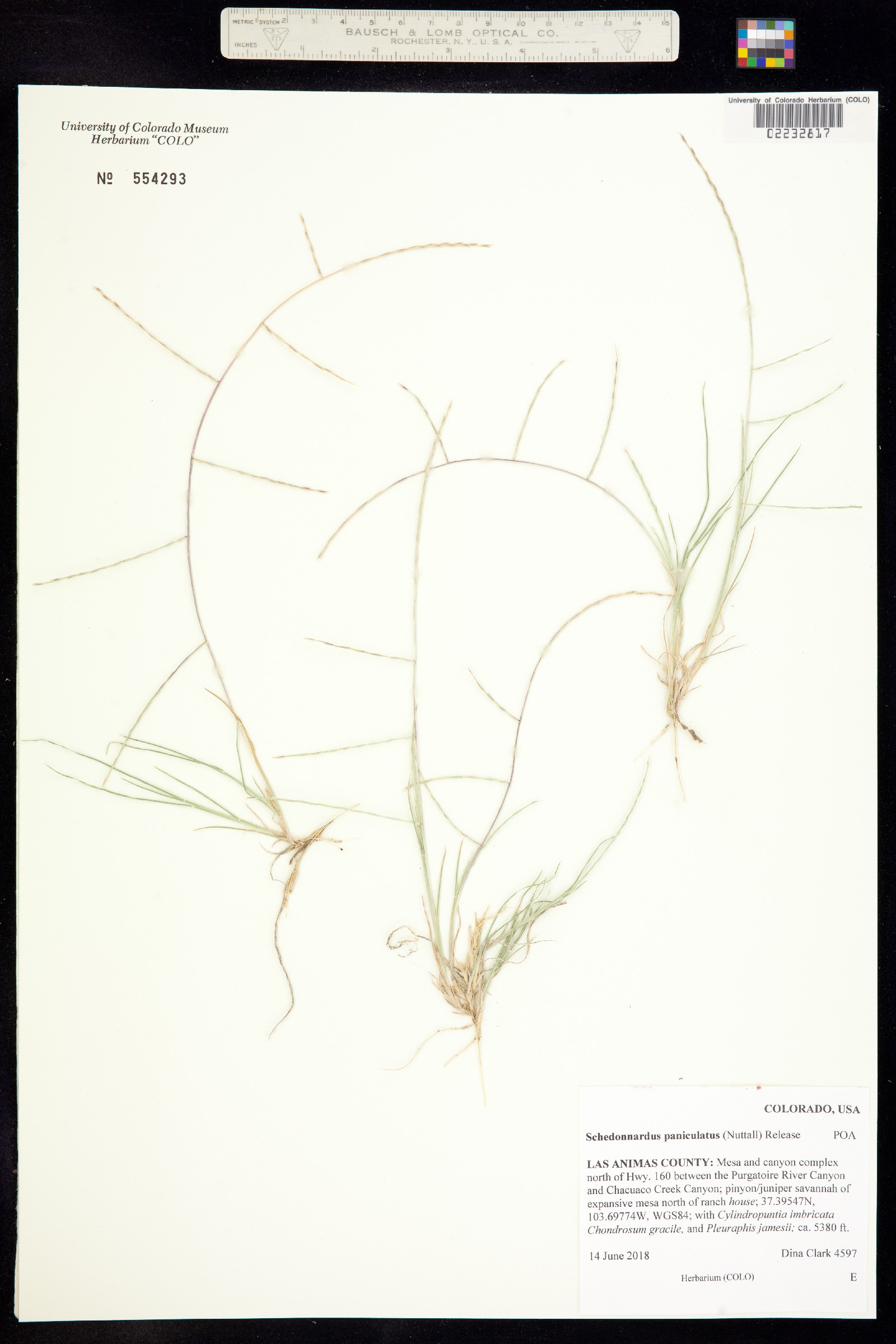 Muhlenbergia paniculata image