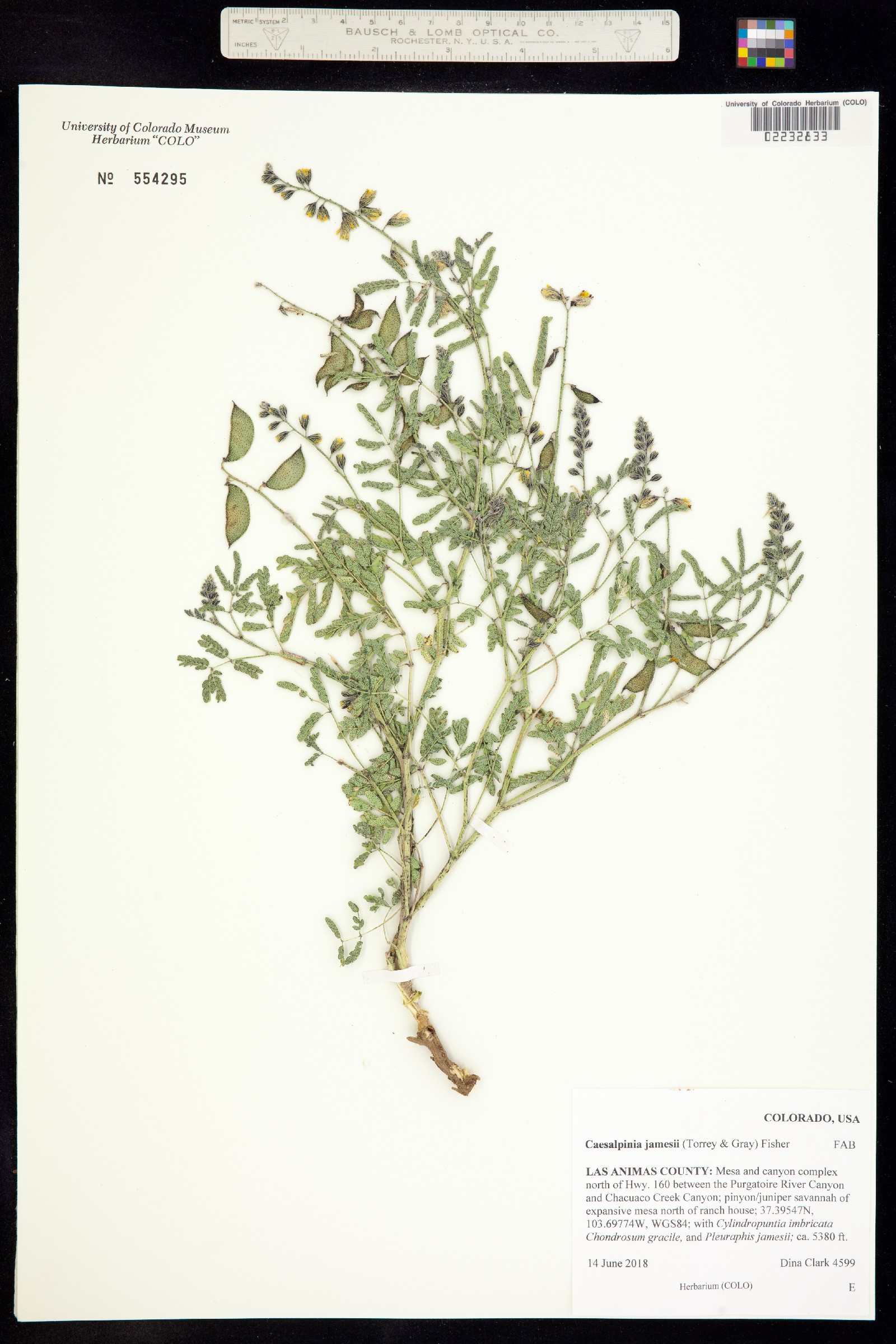 Pomaria jamesii image
