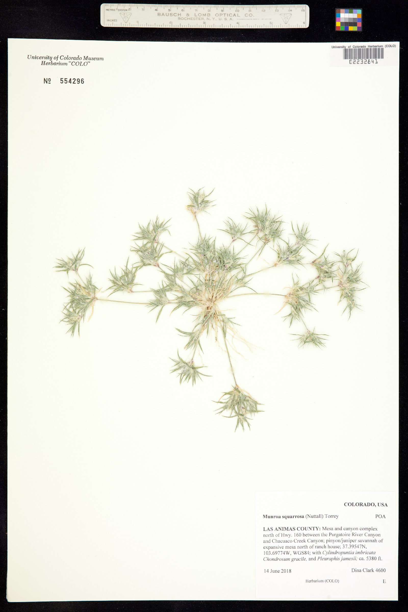 Munroa squarrosa image