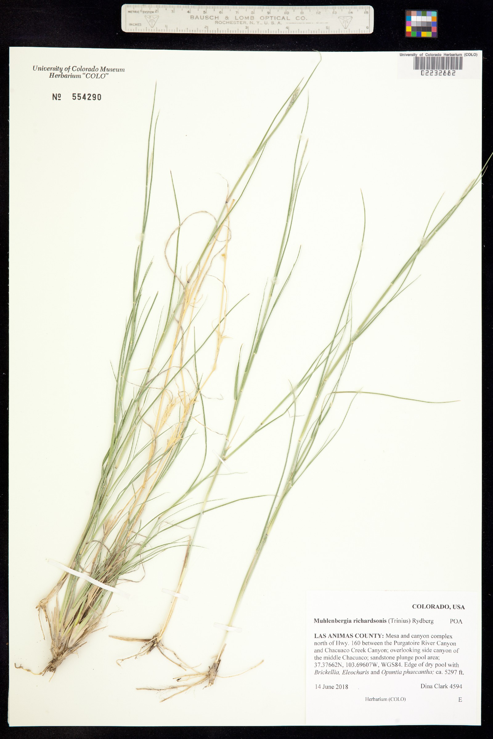 Muhlenbergia alopecuroides image