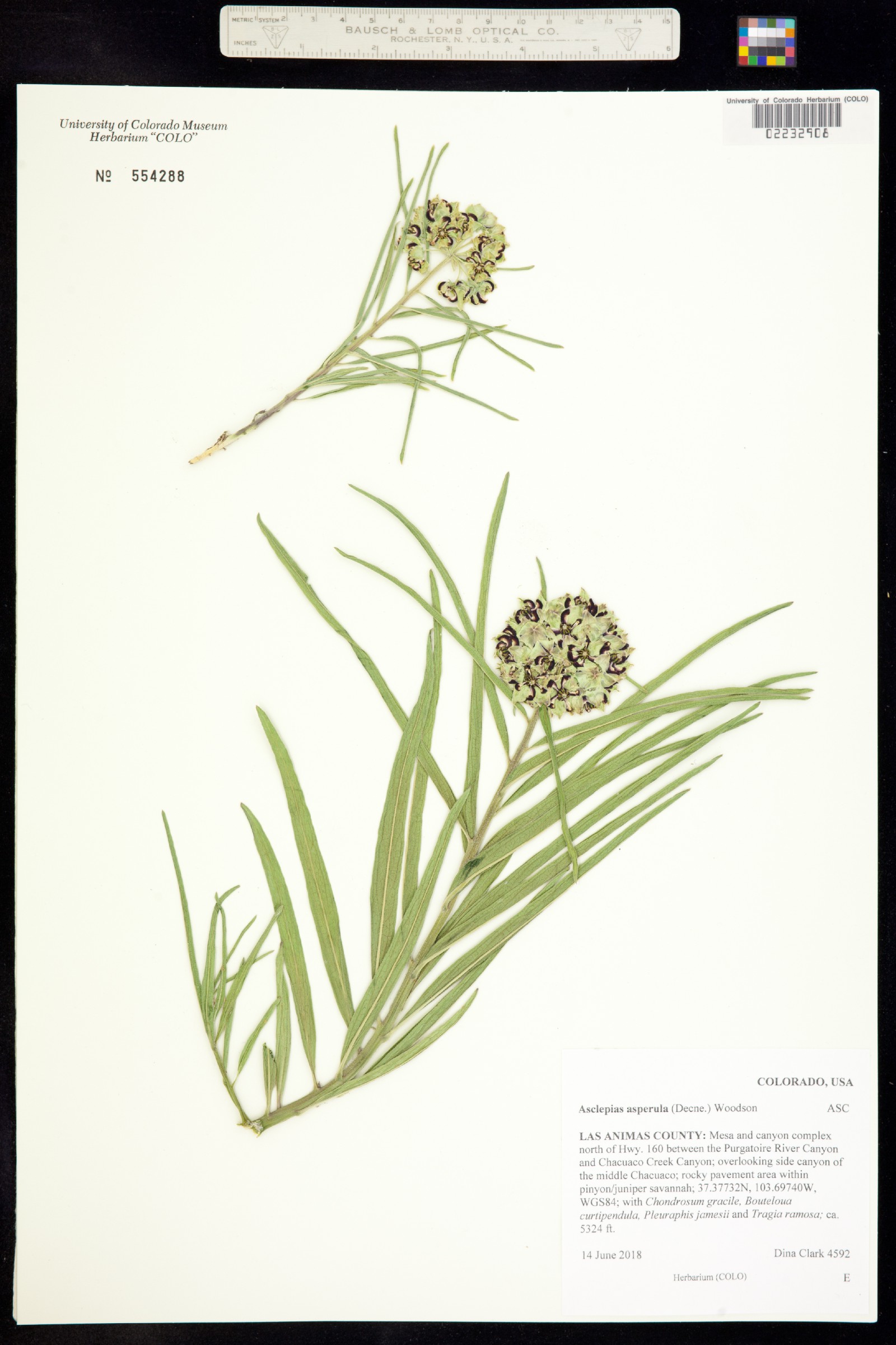 Asclepias asperula image