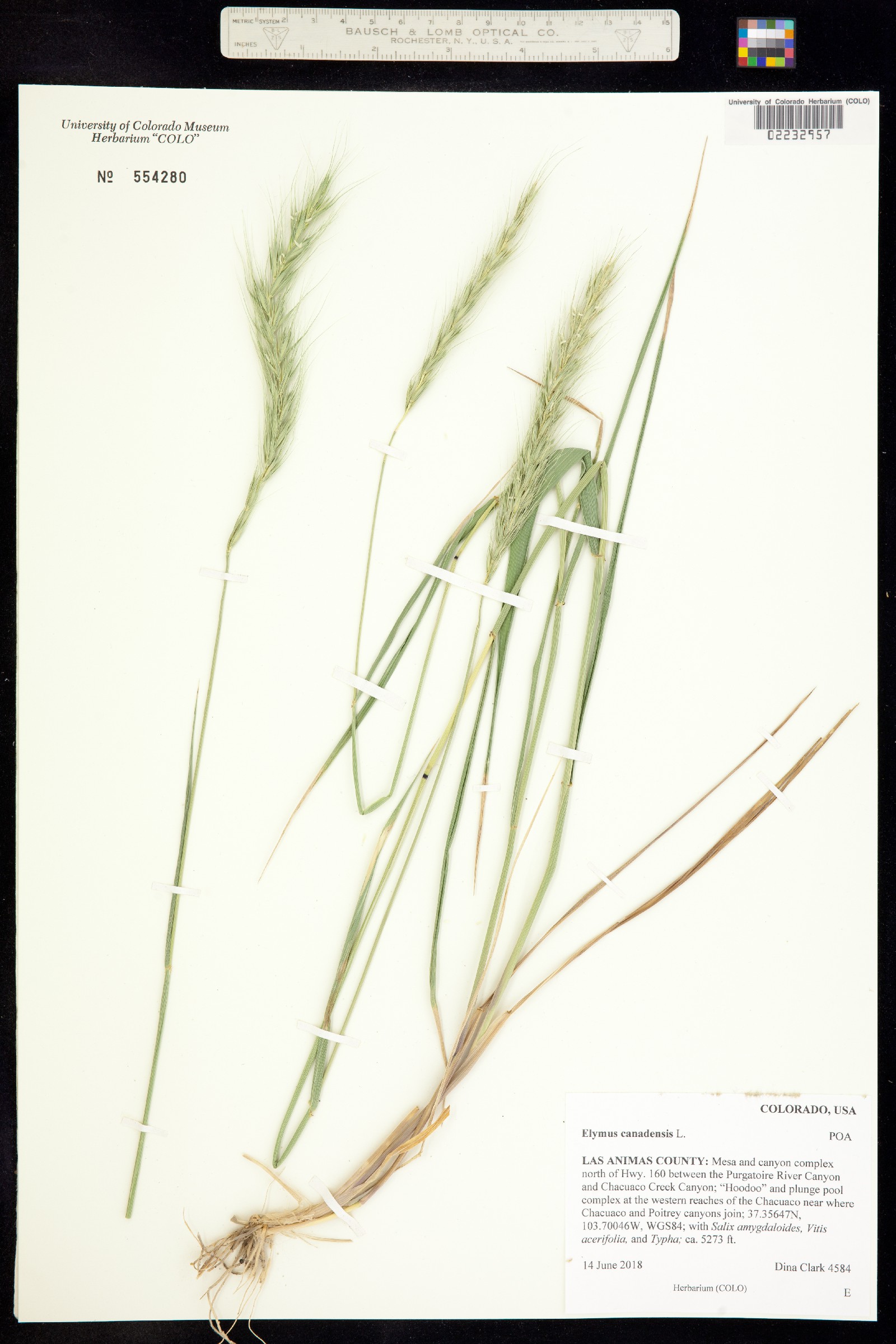 Elymus canadensis image