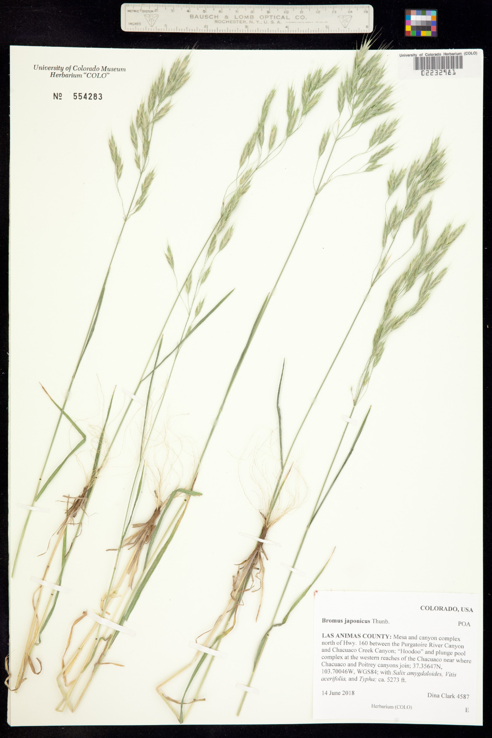 Bromus japonicus image