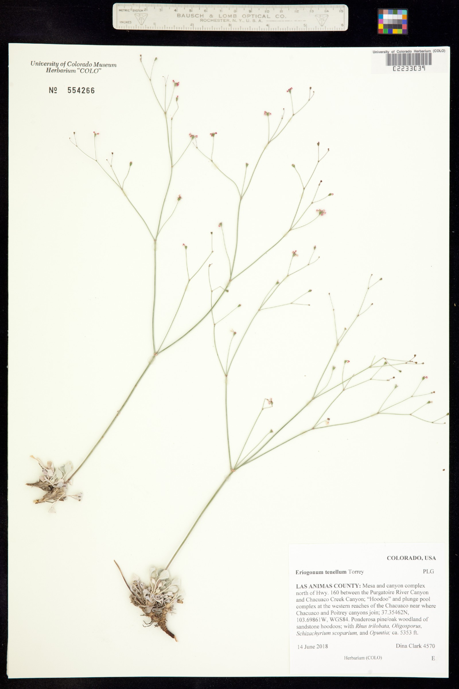 Eriogonum tenellum image