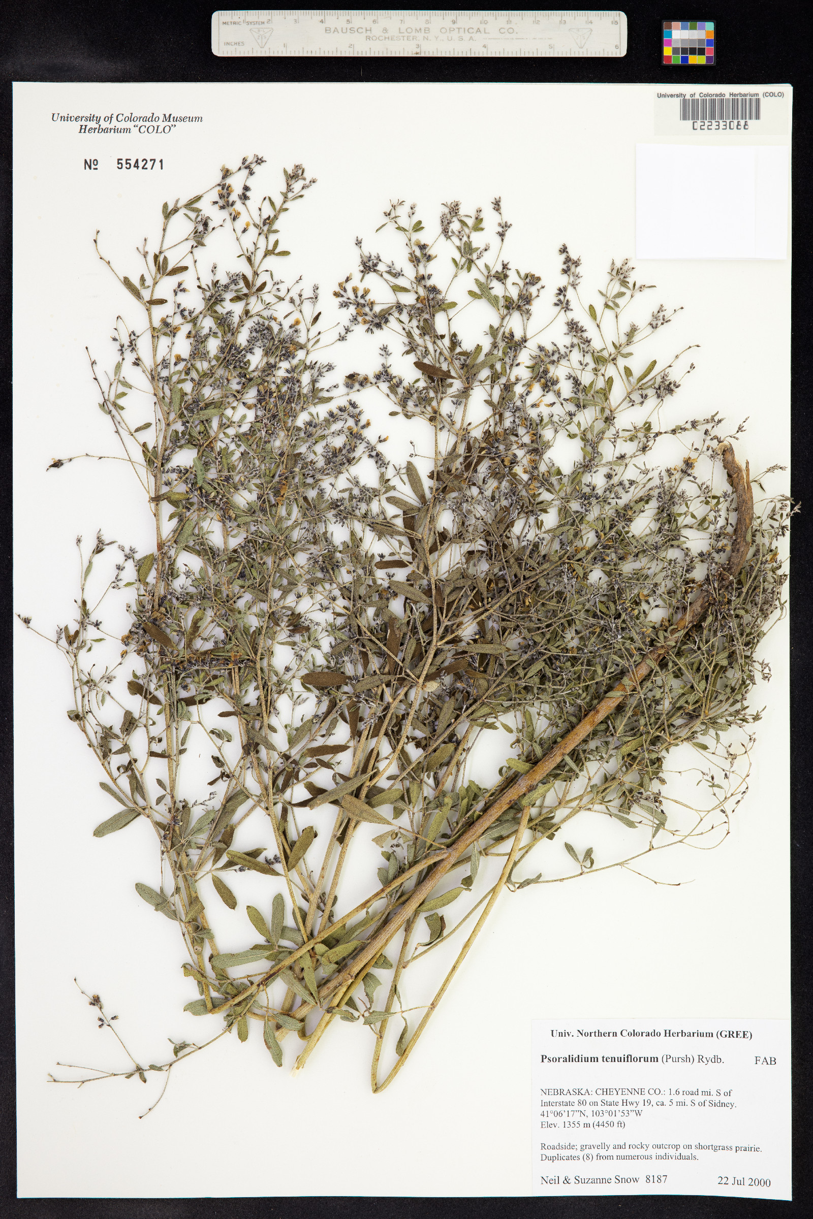 Psoralidium tenuiflorum image