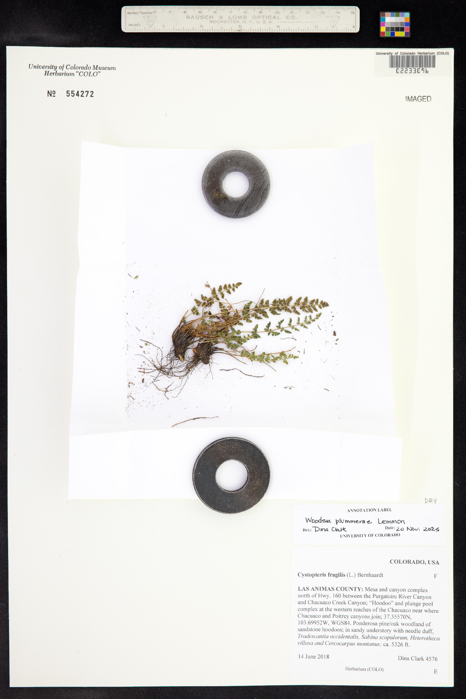 Woodsia plummerae image